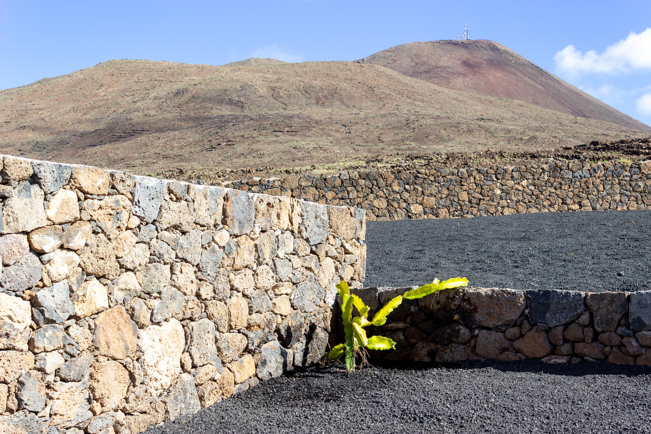 2022 12 LasBrenas 1 de diciembre el jardín 011 1