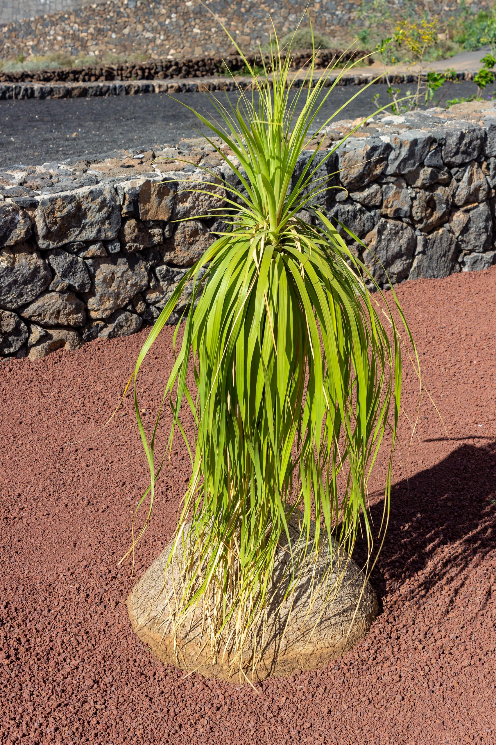 2022 12 LasBrenas 1 de diciembre el jardín 012 1