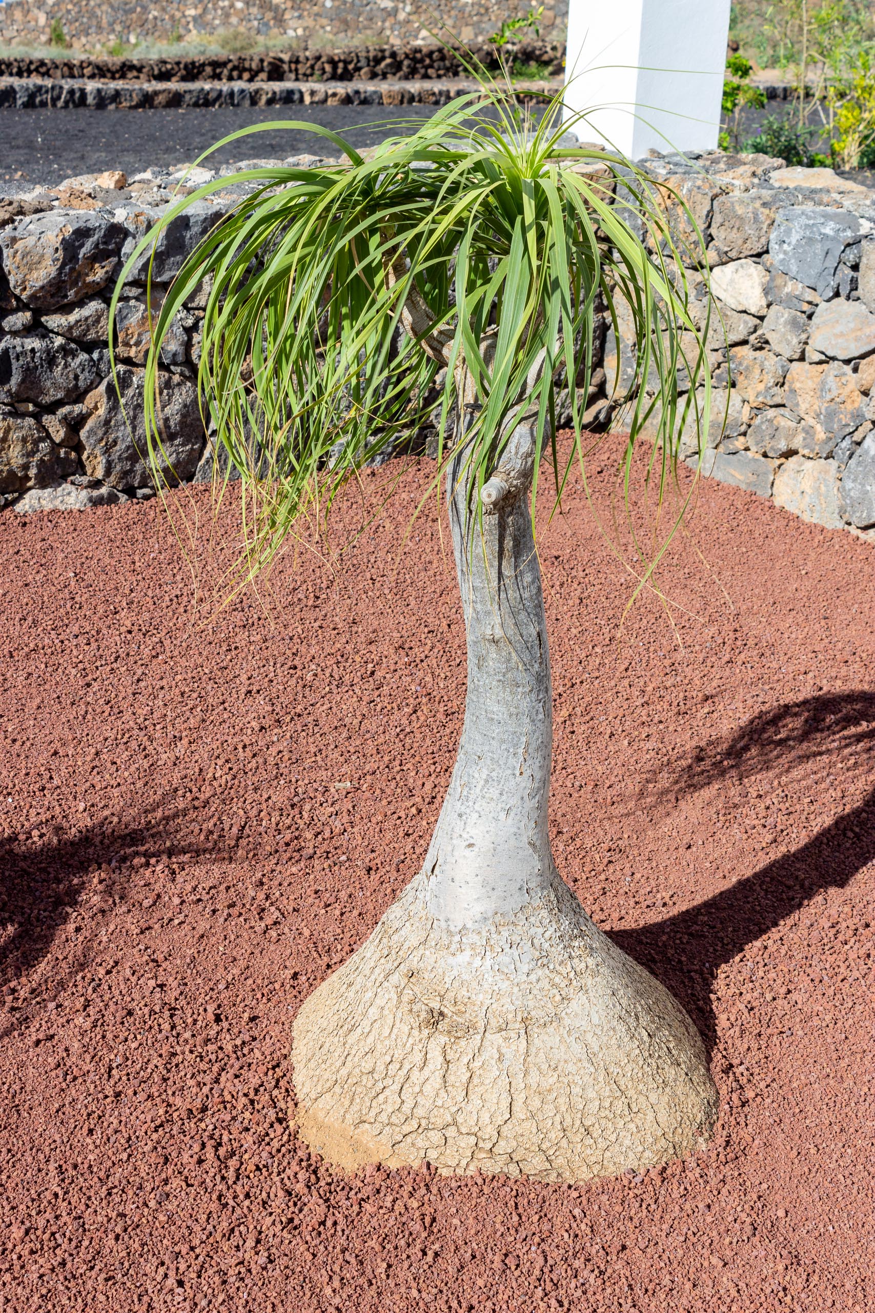 2022 12 LasBrenas 1 de diciembre el jardín 013 1