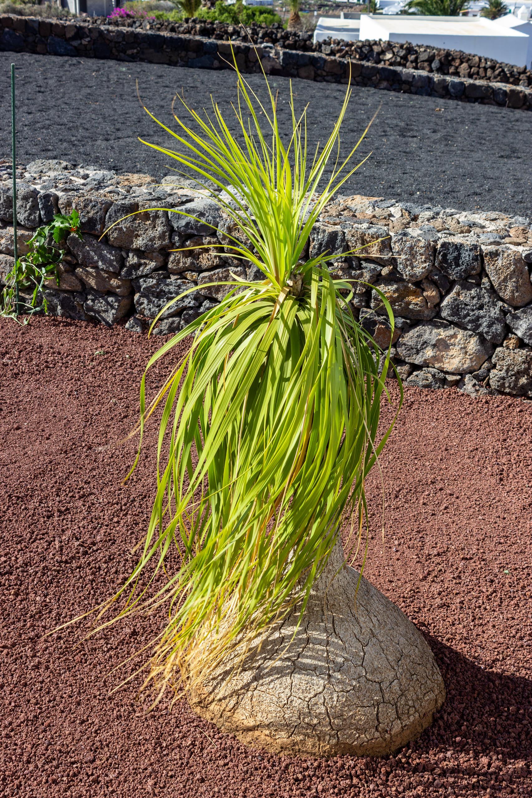 2022 12 LasBrenas 1 de diciembre el jardín 014 1