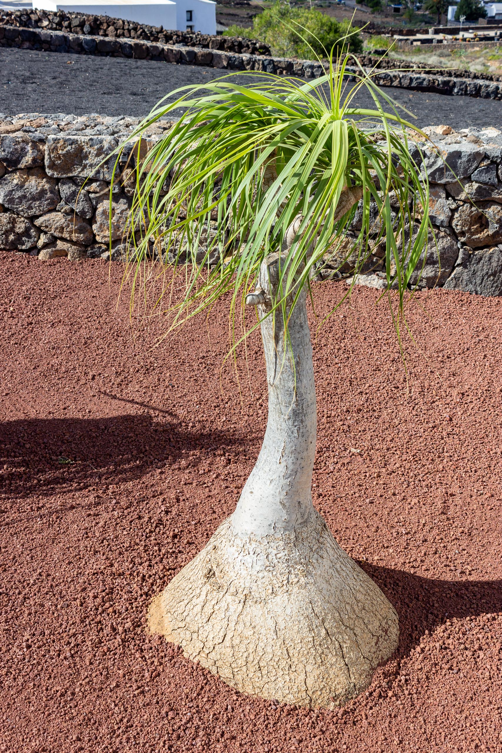 2022 12 LasBrenas 1 de diciembre el jardín 015 1