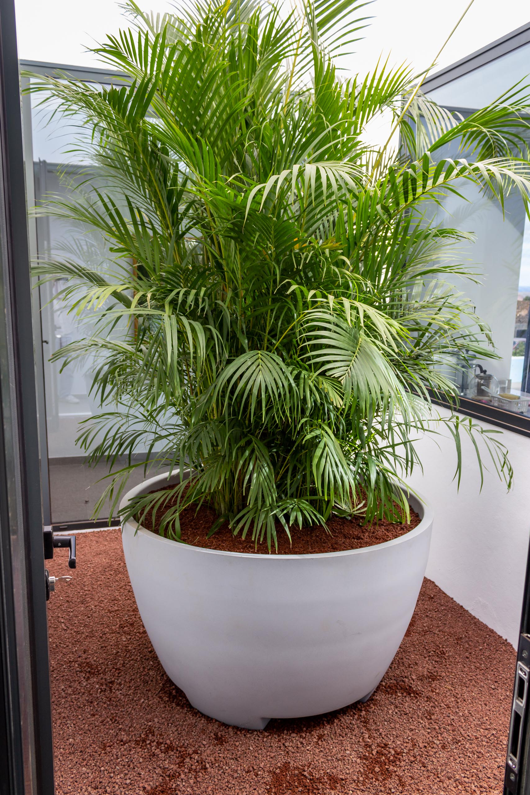 2022 12 LasBrenas 1 de diciembre el jardín 022 1