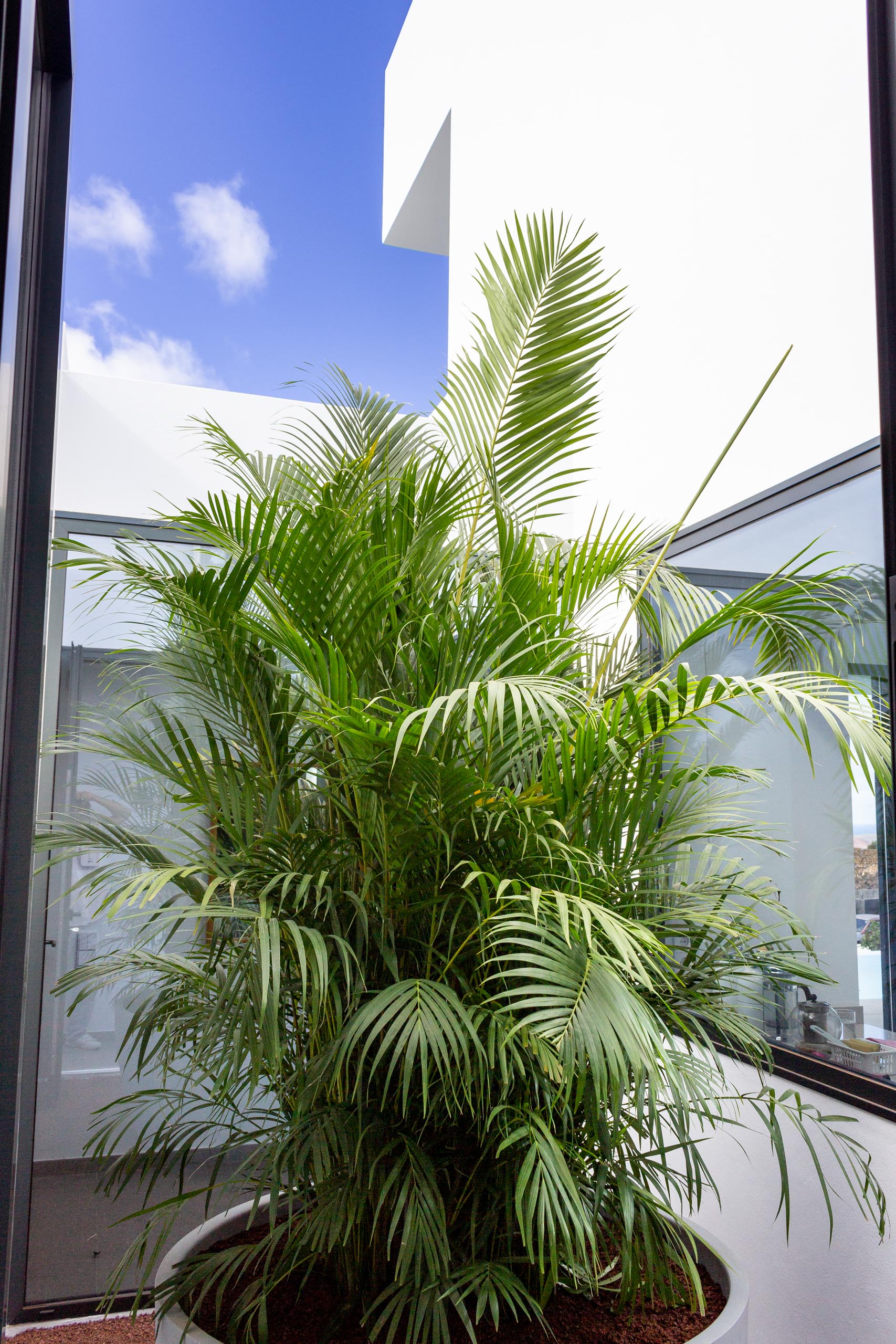 2022 12 LasBrenas 1 de diciembre el jardín 023 1