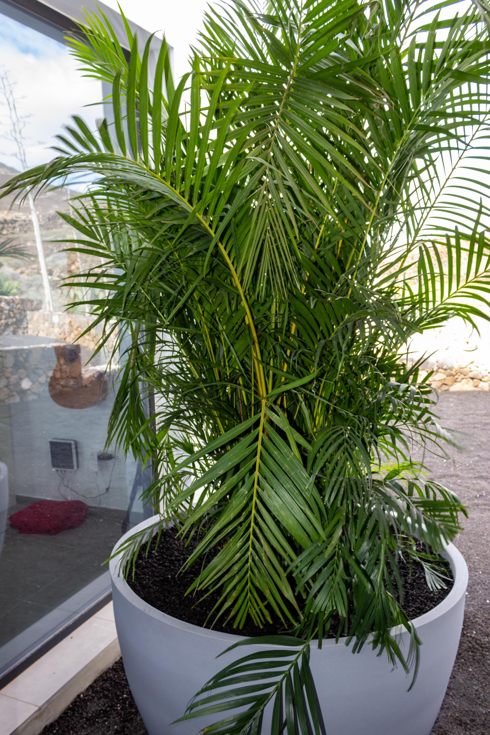 2022 12 LasBrenas 1 de diciembre el jardín 025 1