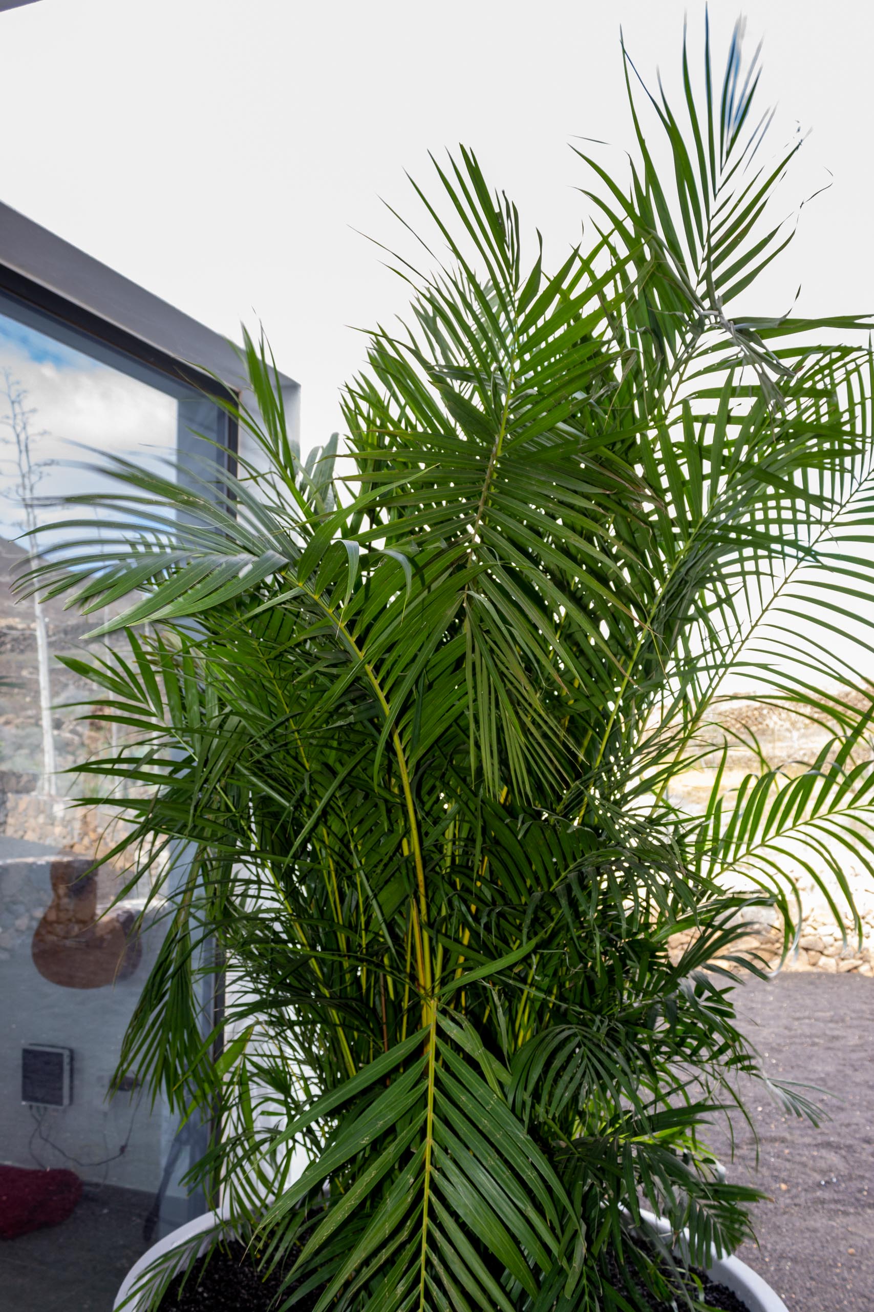 2022 12 LasBrenas 1 de diciembre el jardín 026 1