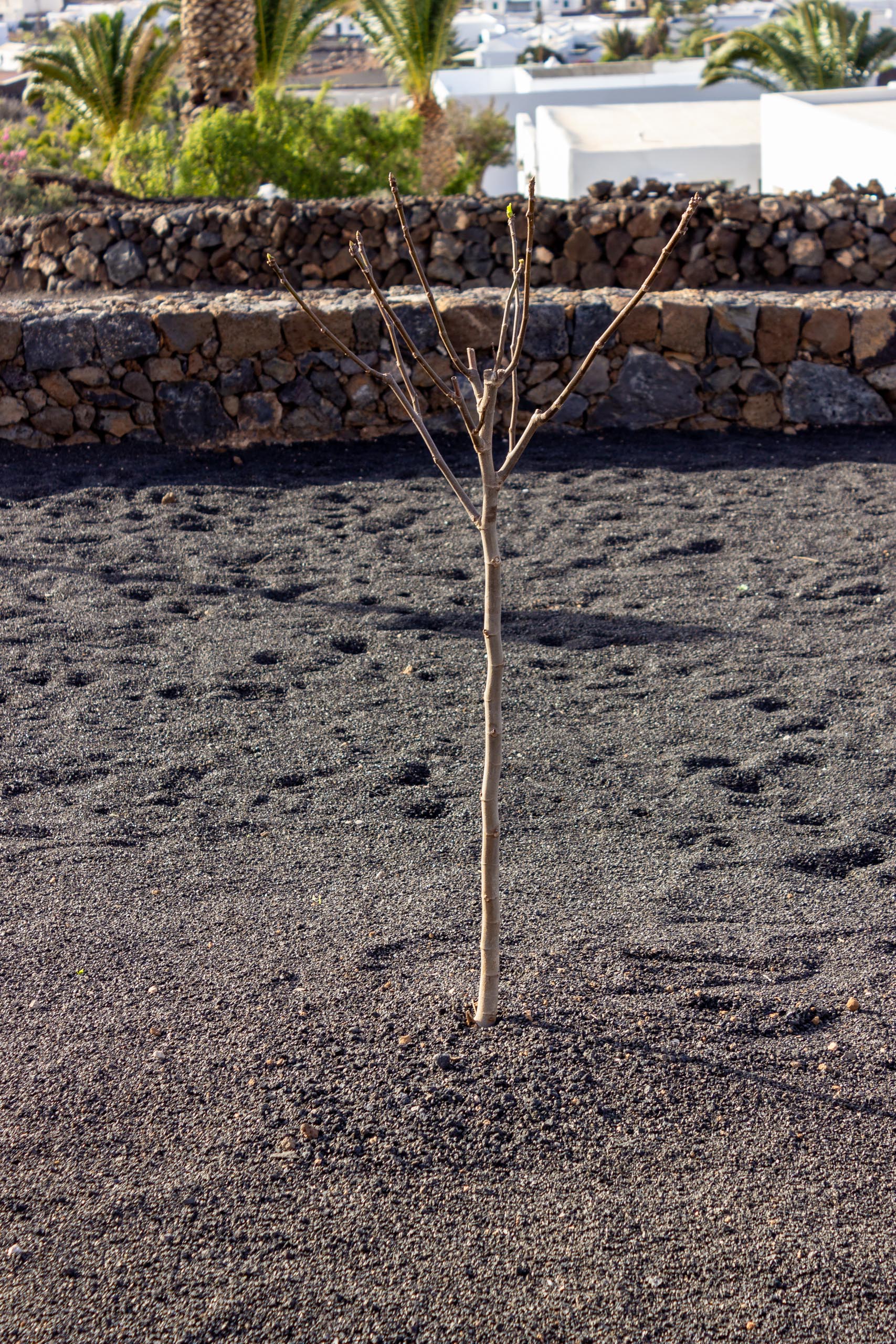 2022 12 LasBrenas 2. Dezember der Garten 005