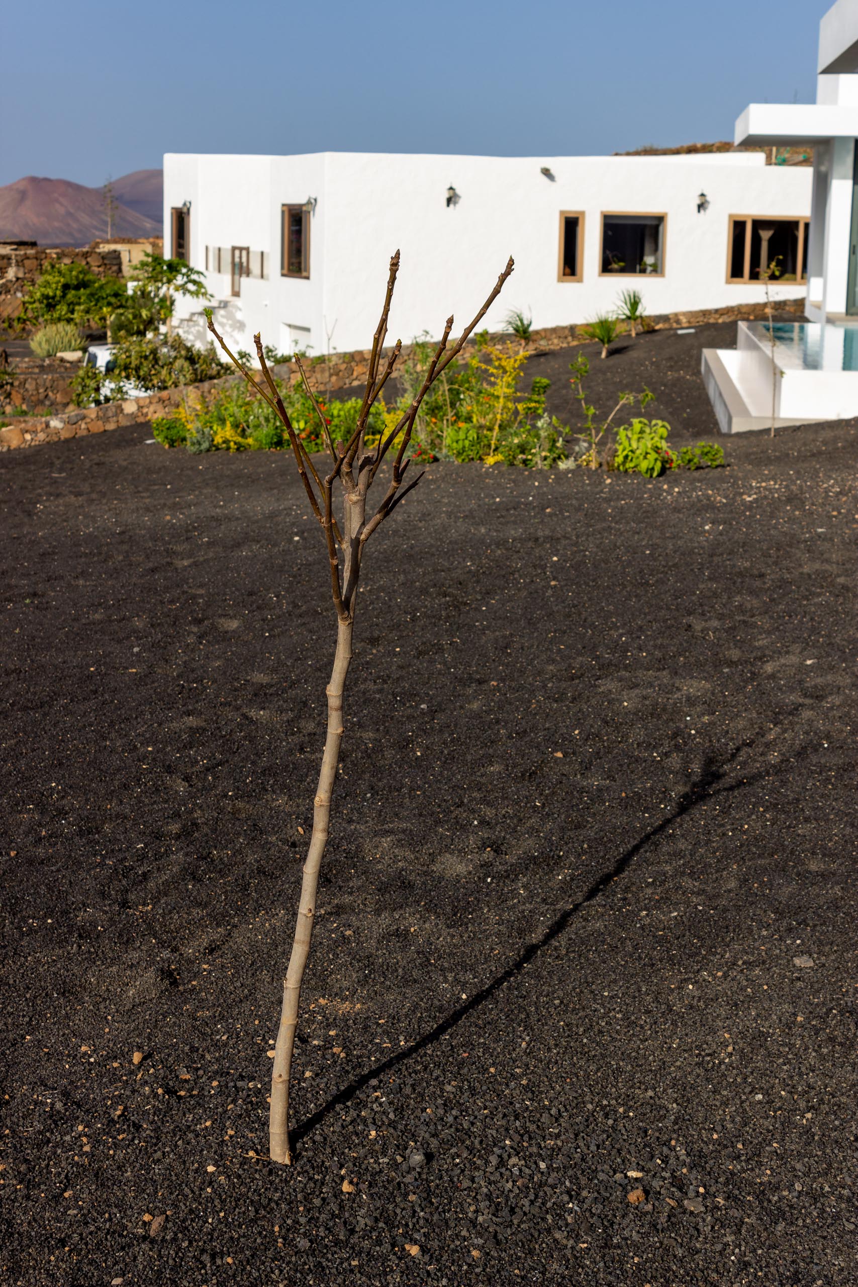 2022 12 LasBrenas 2. Dezember der Garten 006