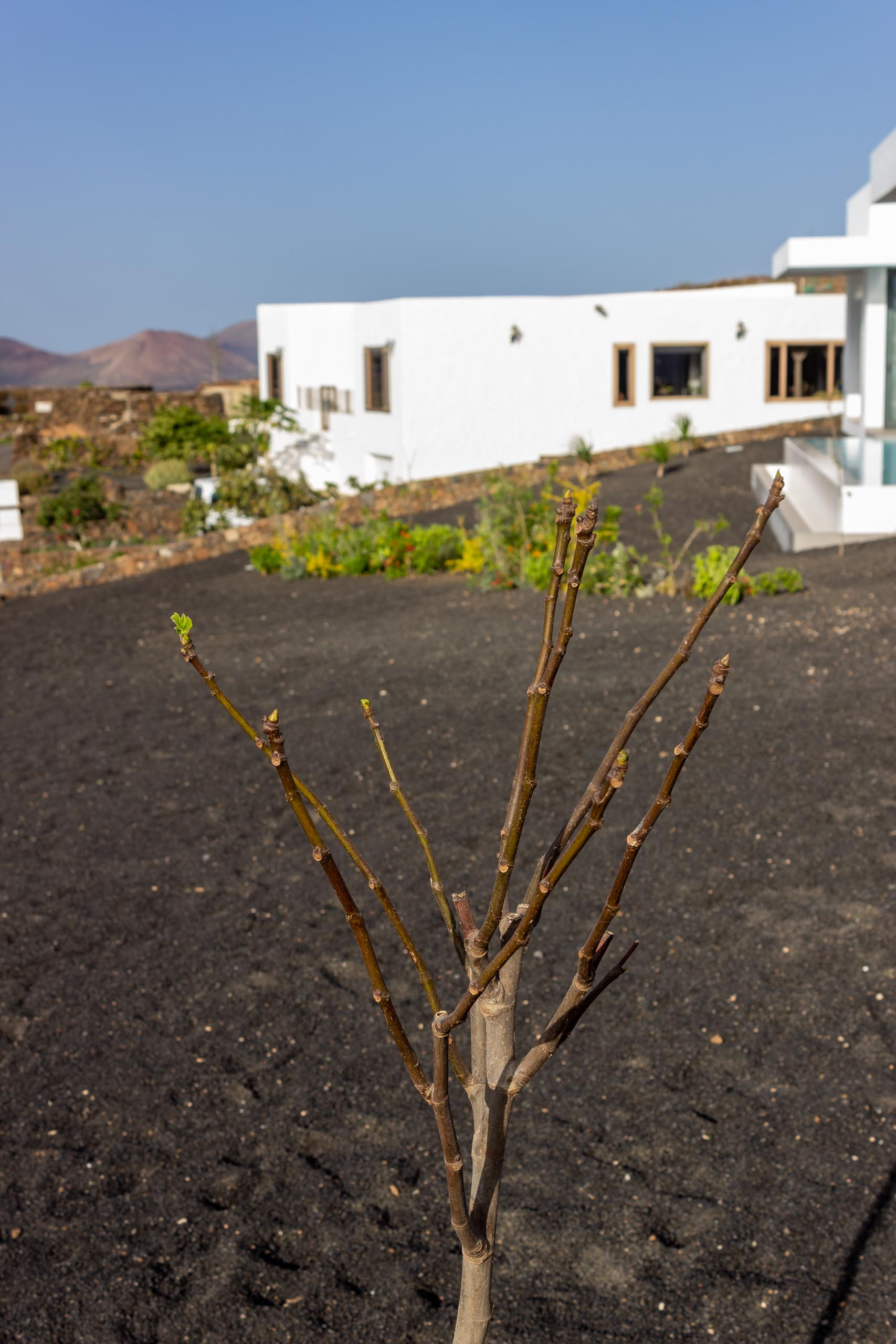 2022 12 LasBrenas 2. Dezember der Garten 007