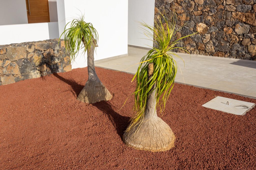 2022 12 LasBrenas 2. Dezember der Garten 008