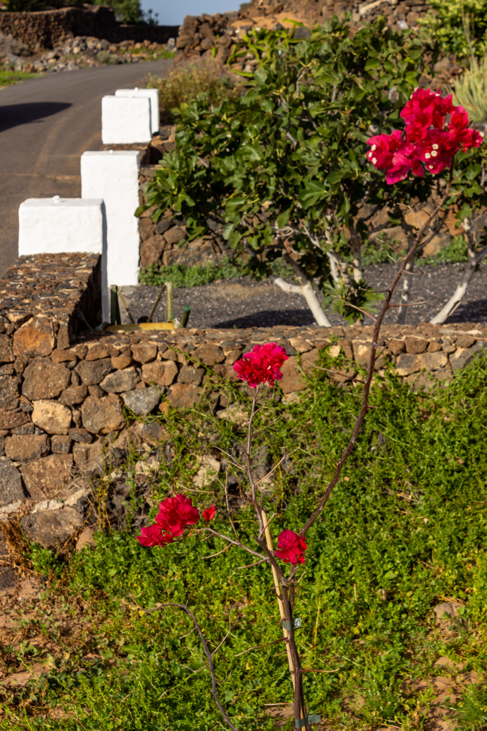2022 12 LasBrenas 2. Dezember der Garten 015