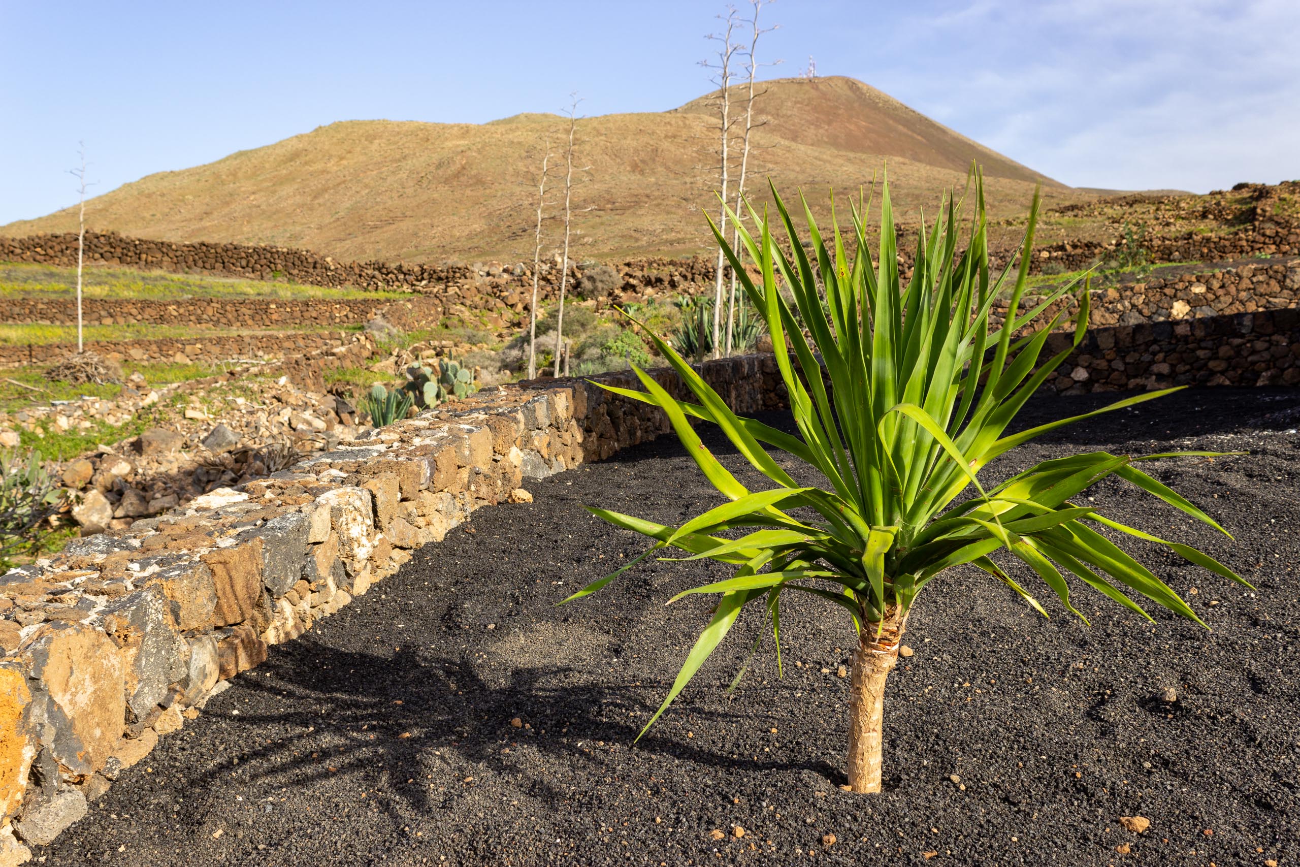 2022 12 LasBrenas 2. Dezember der Garten 024