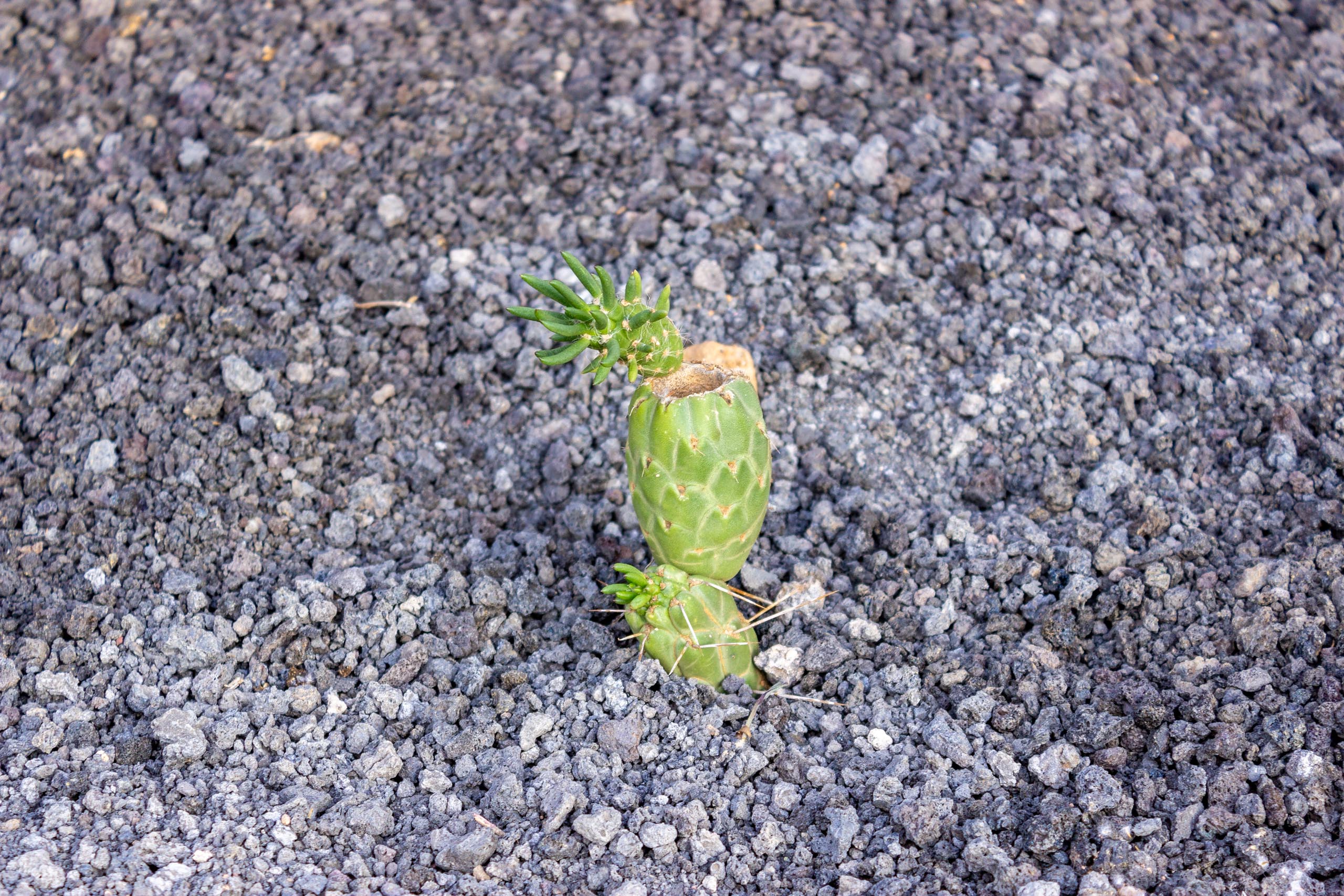 2022 12 LasBrenas 2. Dezember der Garten 026