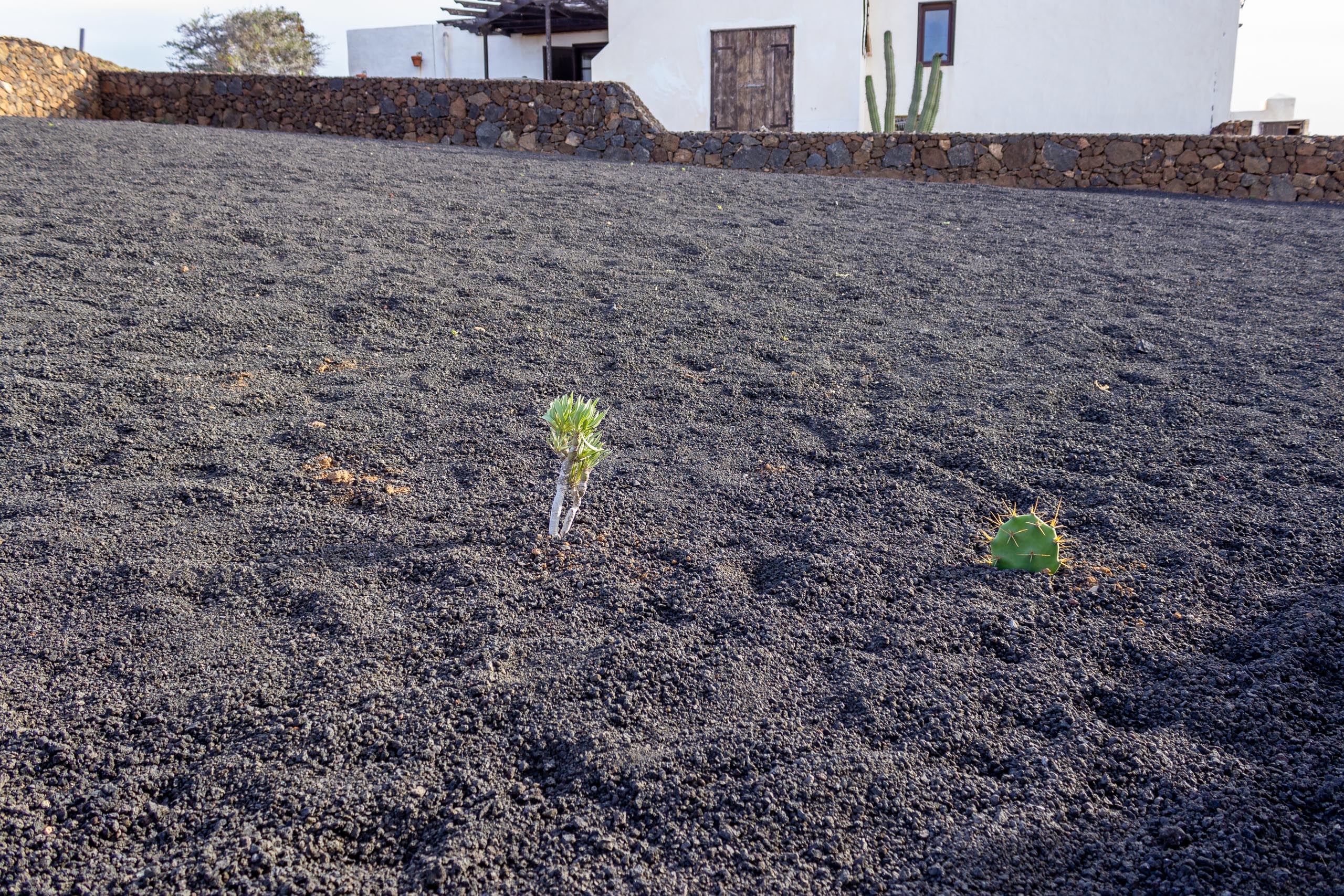 2022 12 LasBrenas 2. Dezember der Garten 028