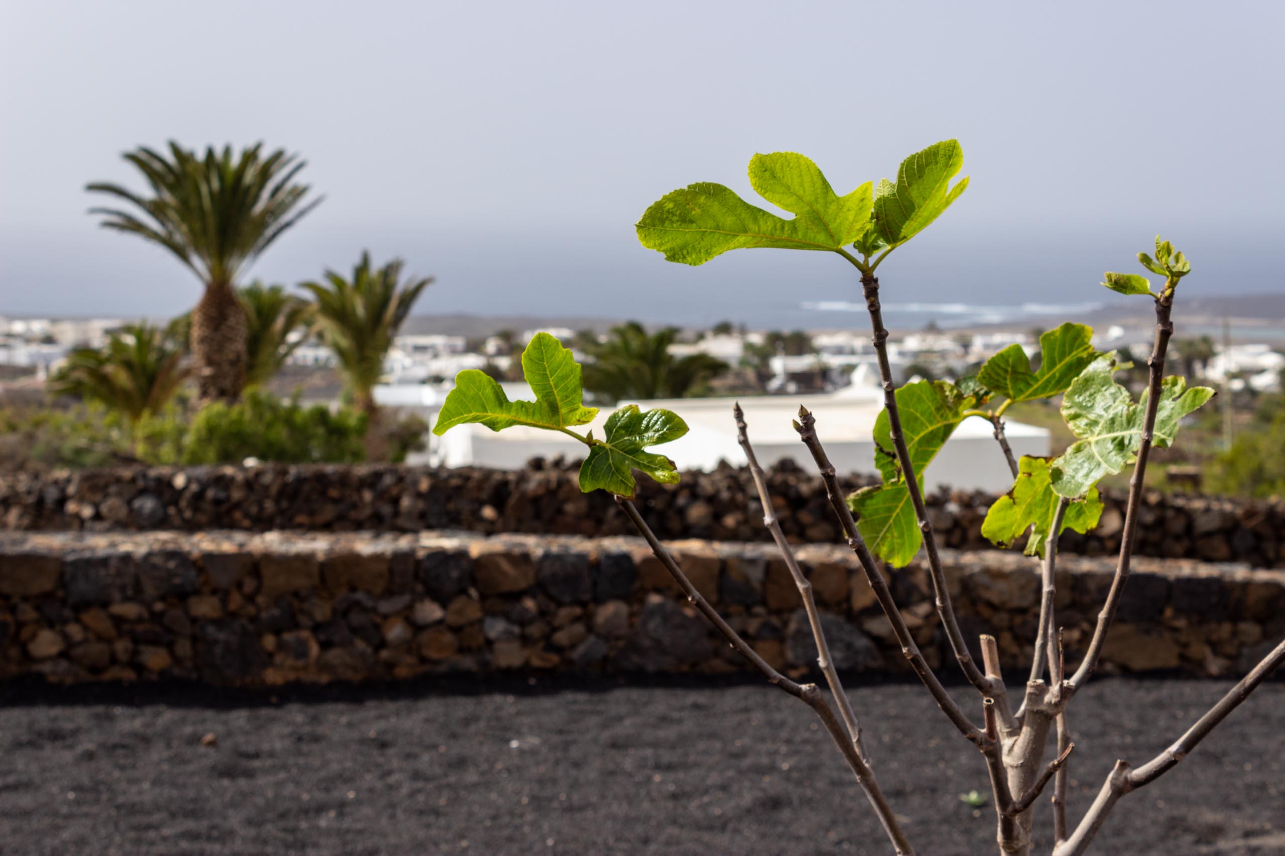 2023 02 LasBrenas 1. Februar der Garten 005