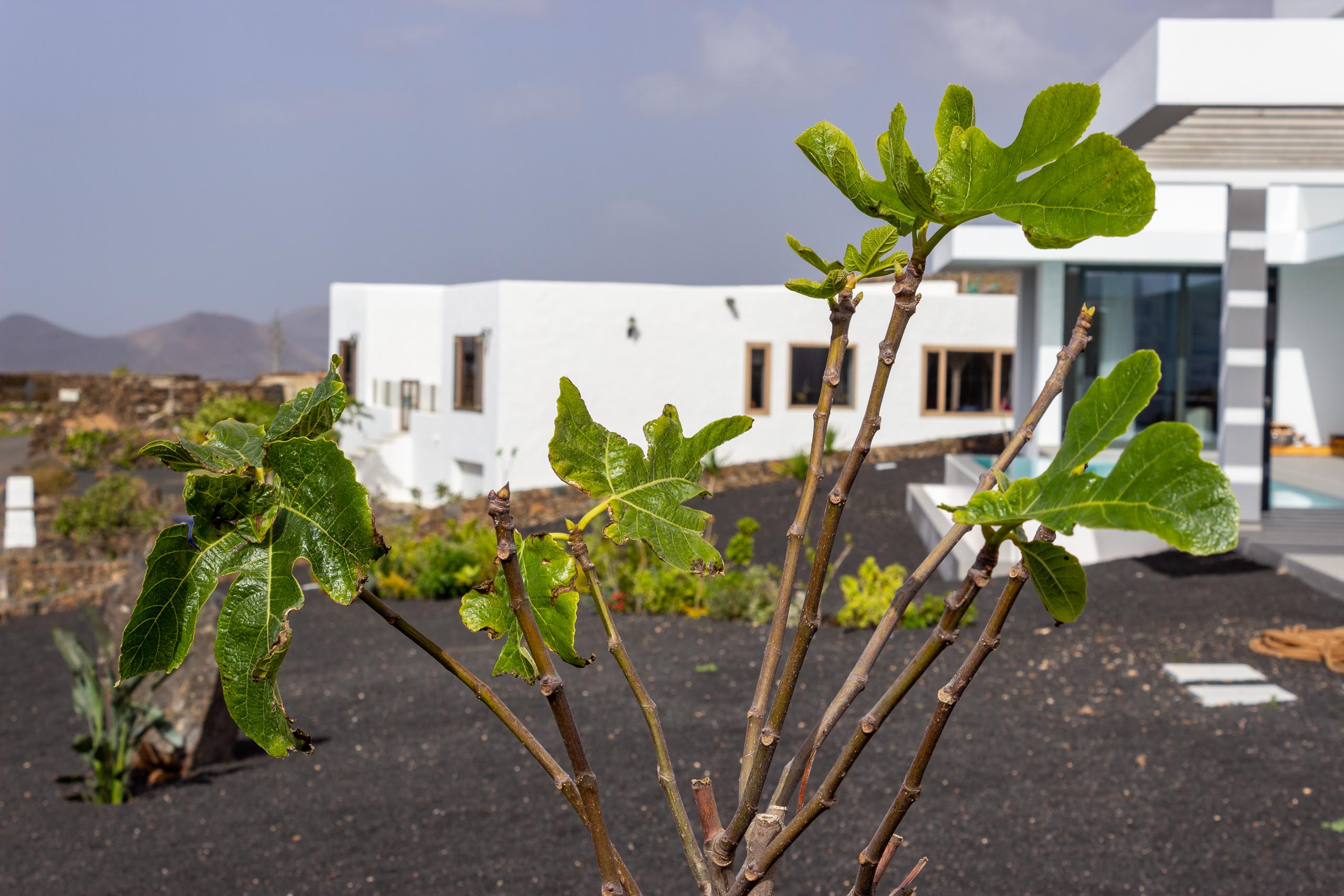 2023 02 LasBrenas 1. Februar der Garten 006