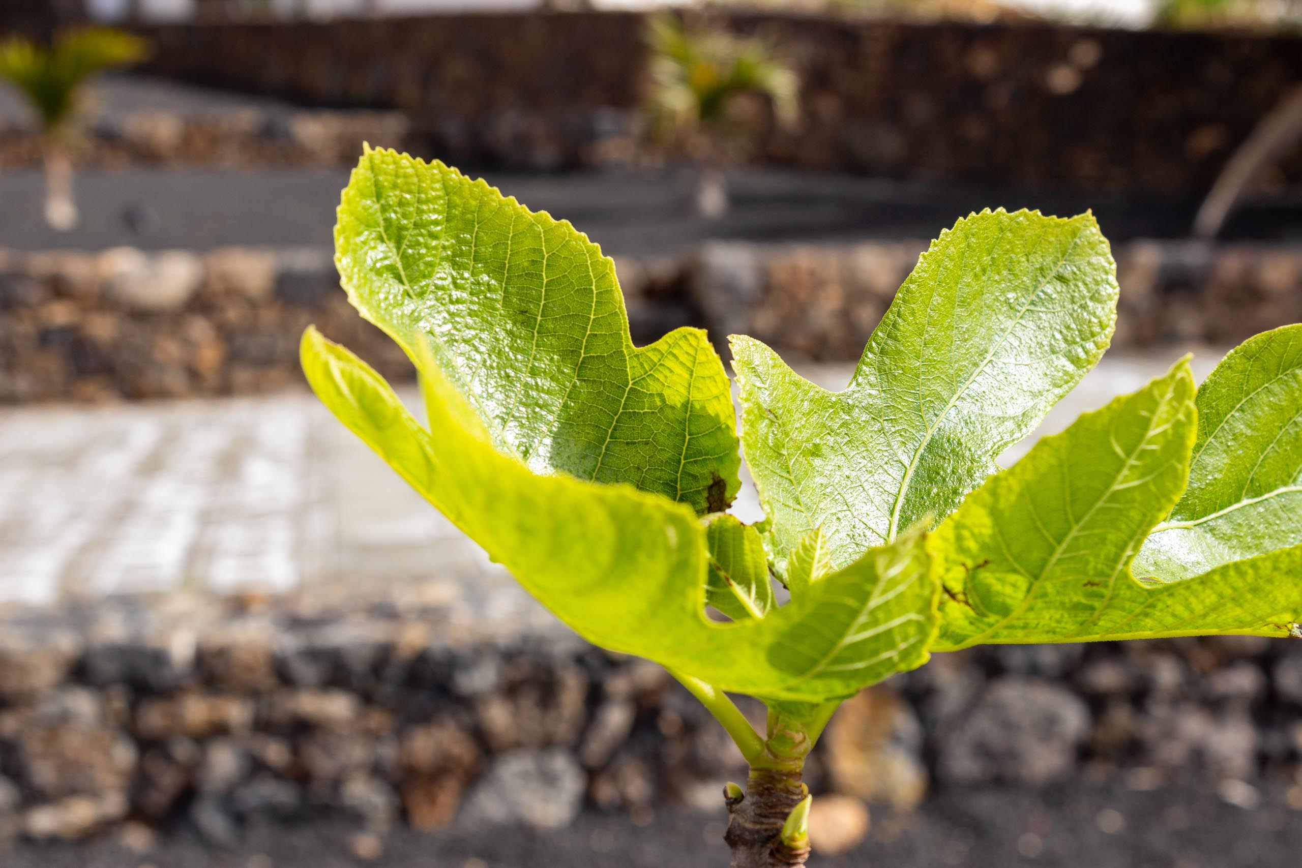 2023 02 LasBrenas 1. Februar der Garten 008