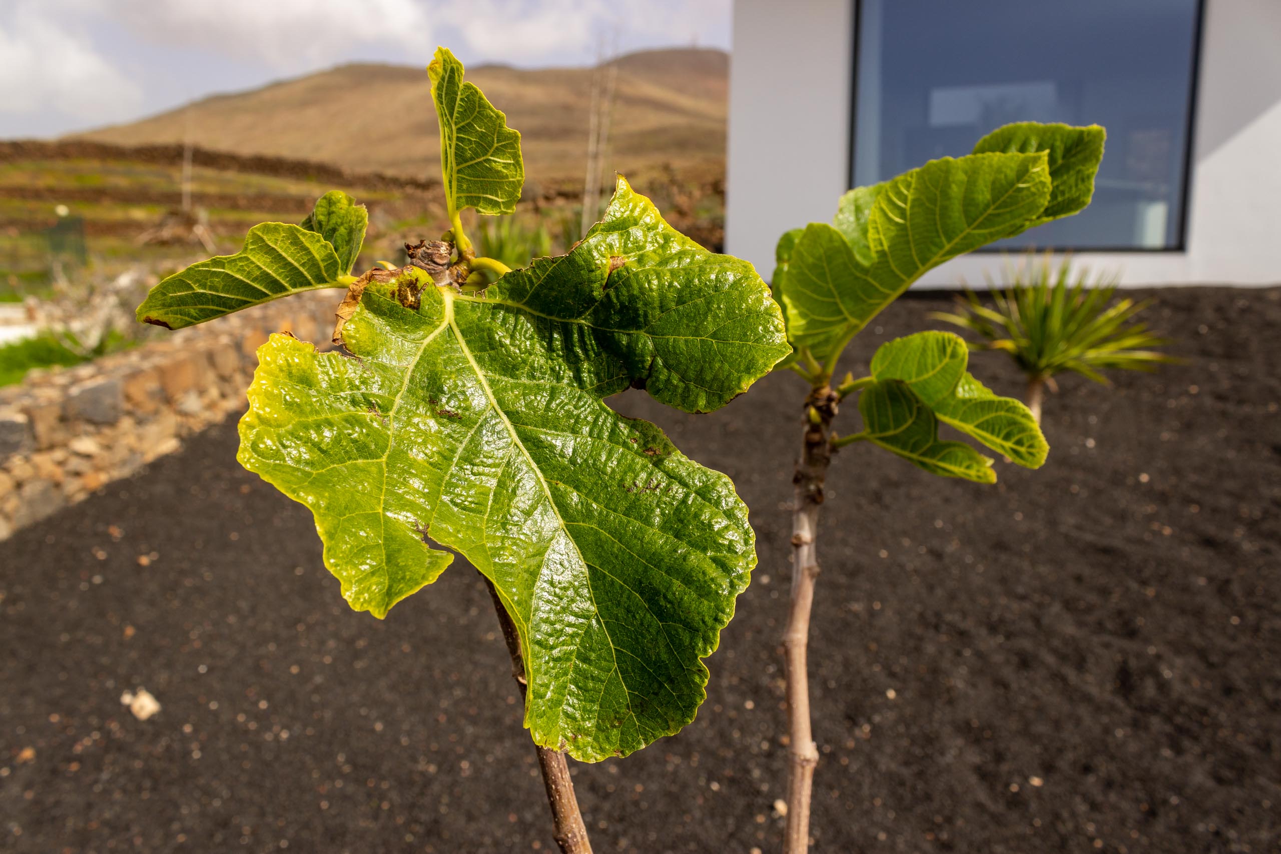 2023 02 LasBrenas 1. Februar der Garten 010