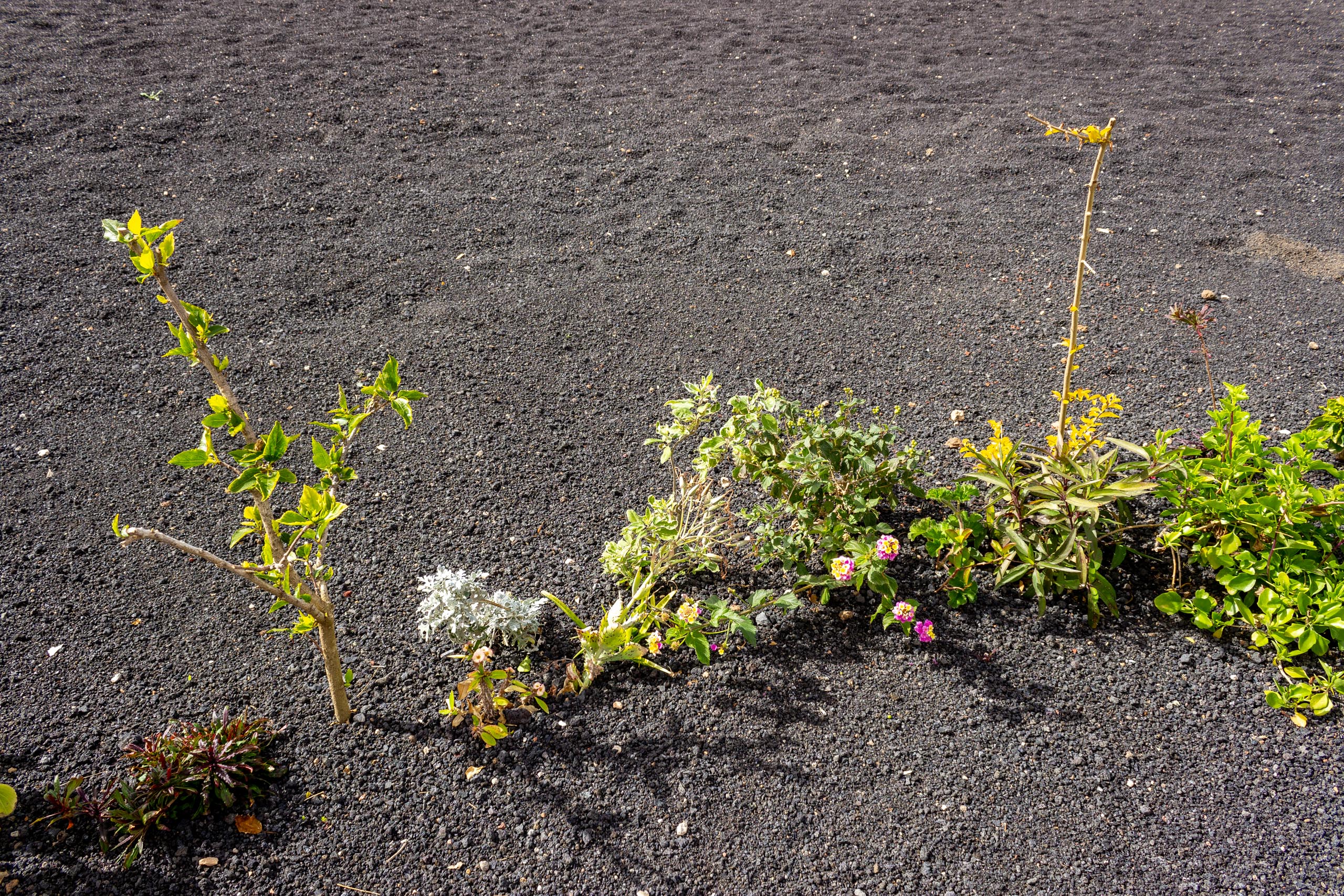 2023 02 LasBrenas 1. Februar der Garten 014