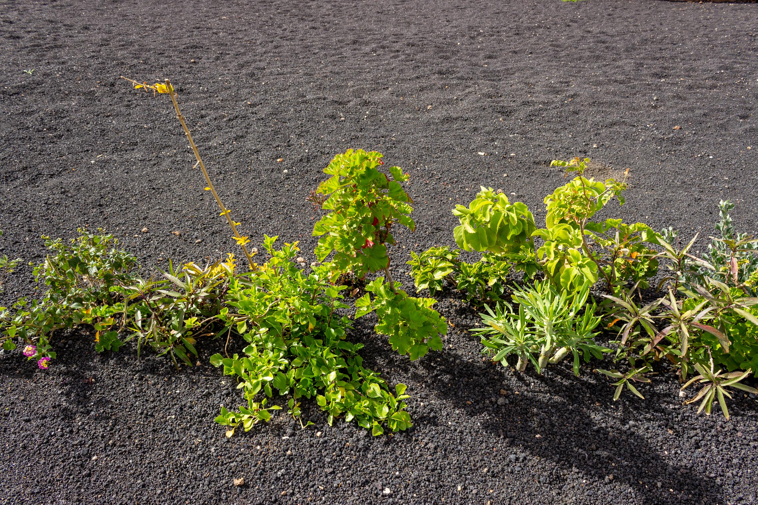 2023 02 LasBrenas 1. Februar der Garten 015