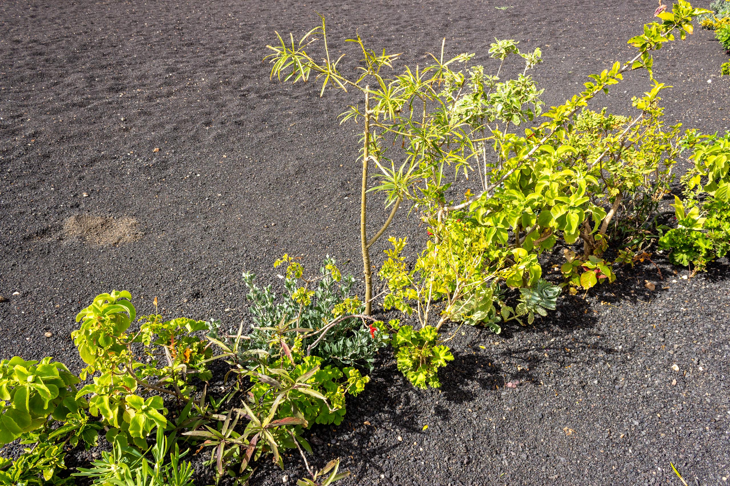 2023 02 LasBrenas 1. Februar der Garten 016