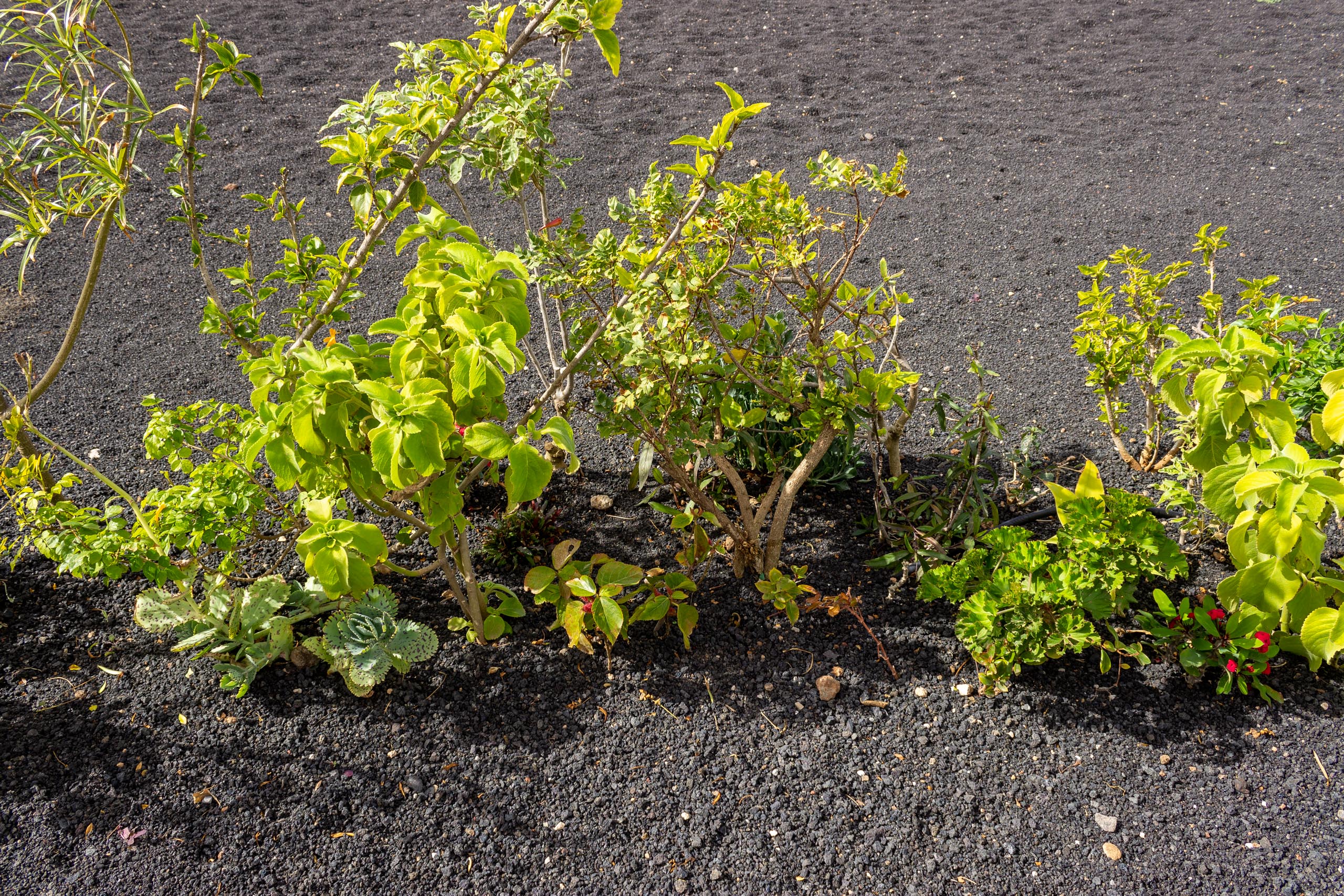 2023 02 LasBrenas 1. Februar der Garten 017