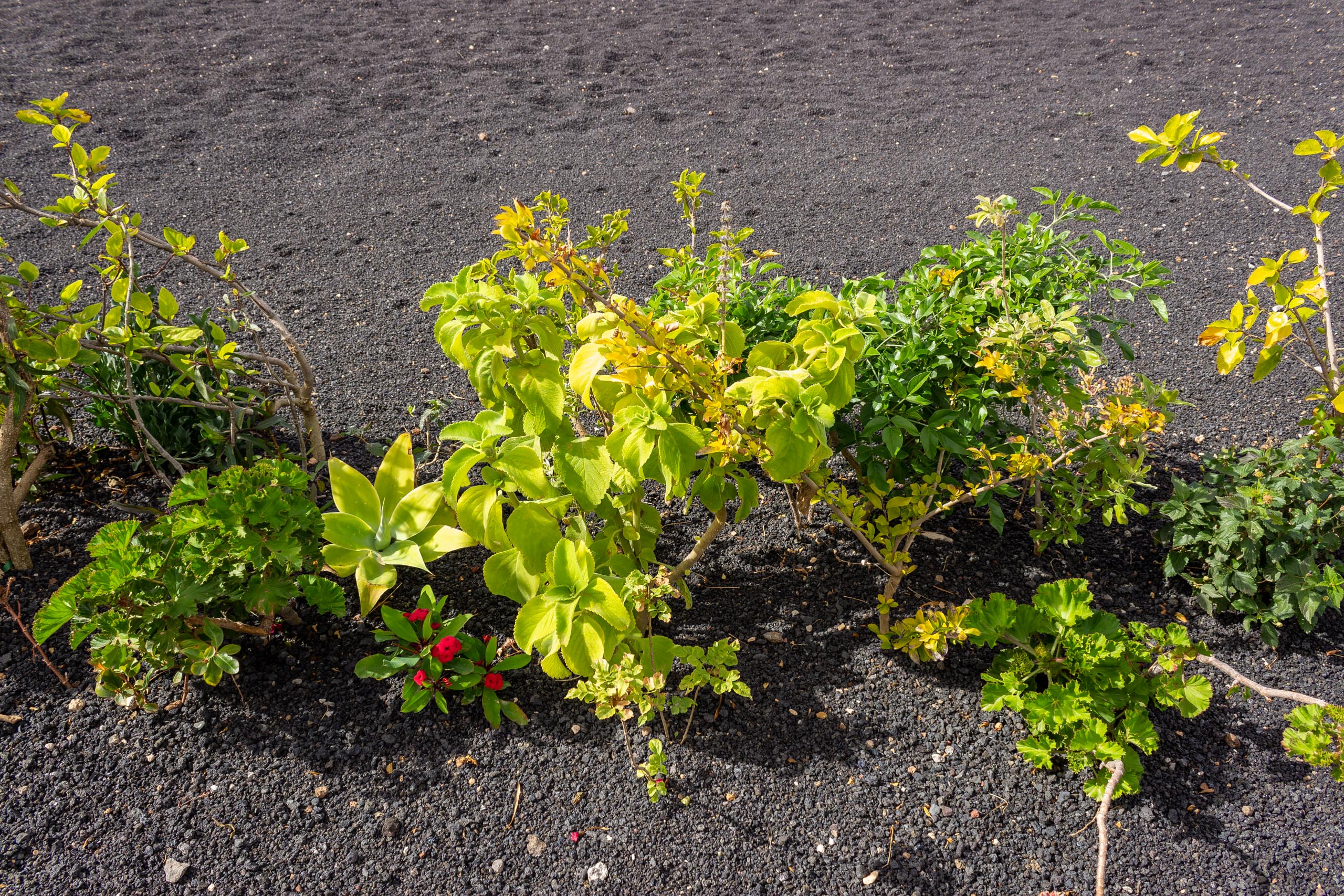 2023 02 LasBrenas 1. Februar der Garten 018