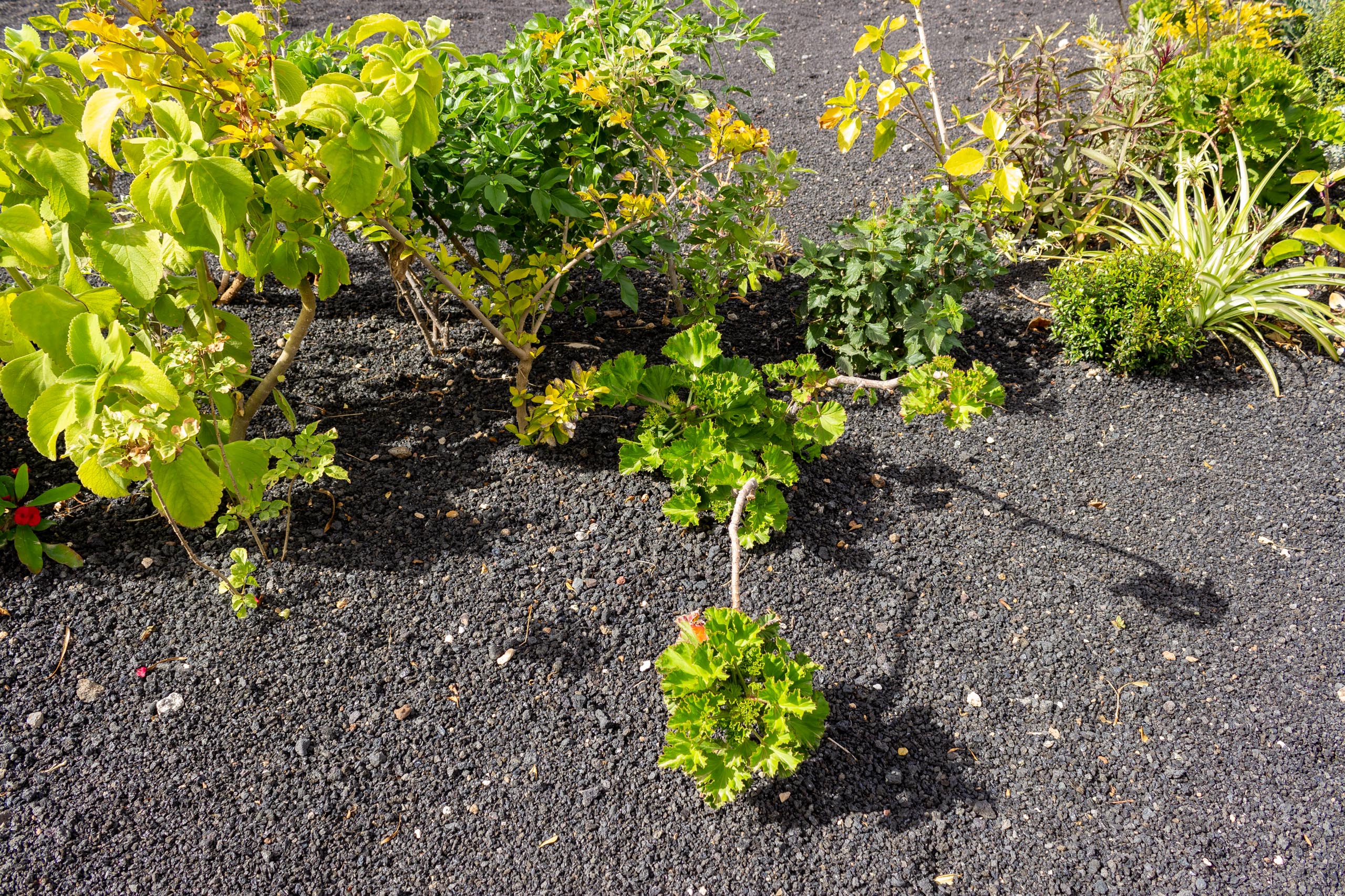2023 02 LasBrenas 1. Februar der Garten 019