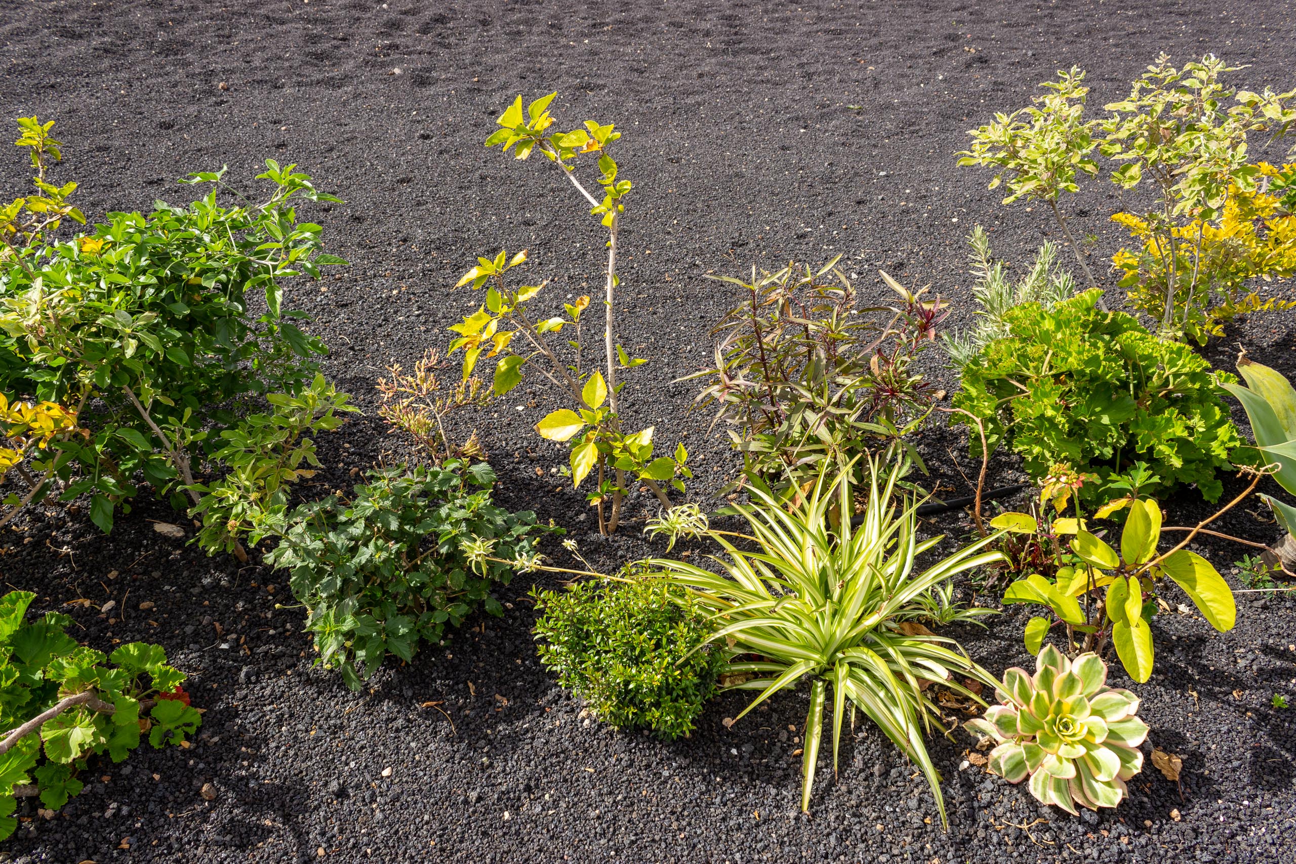 2023 02 LasBrenas 1. Februar der Garten 020