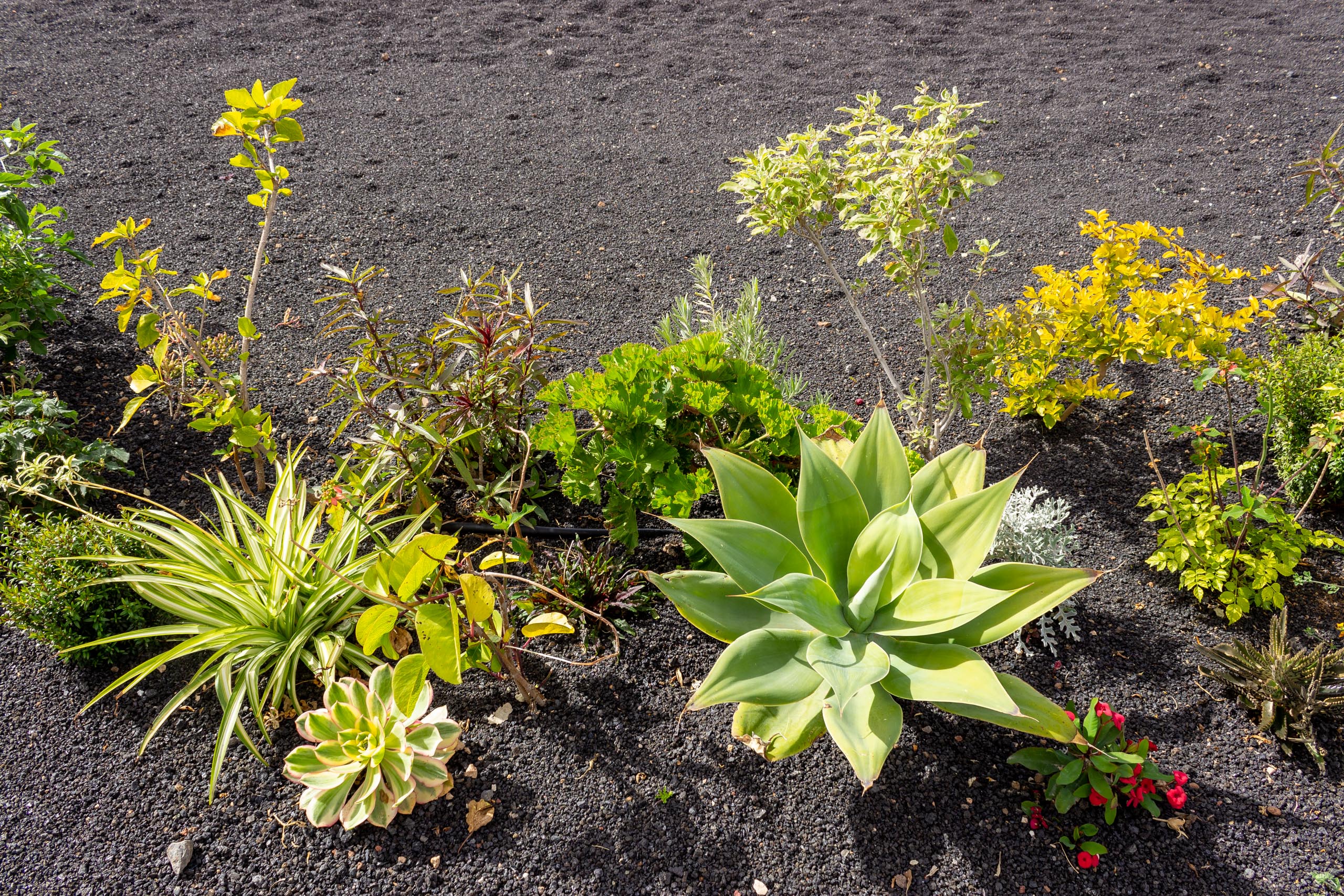 2023 02 LasBrenas 1. Februar der Garten 021