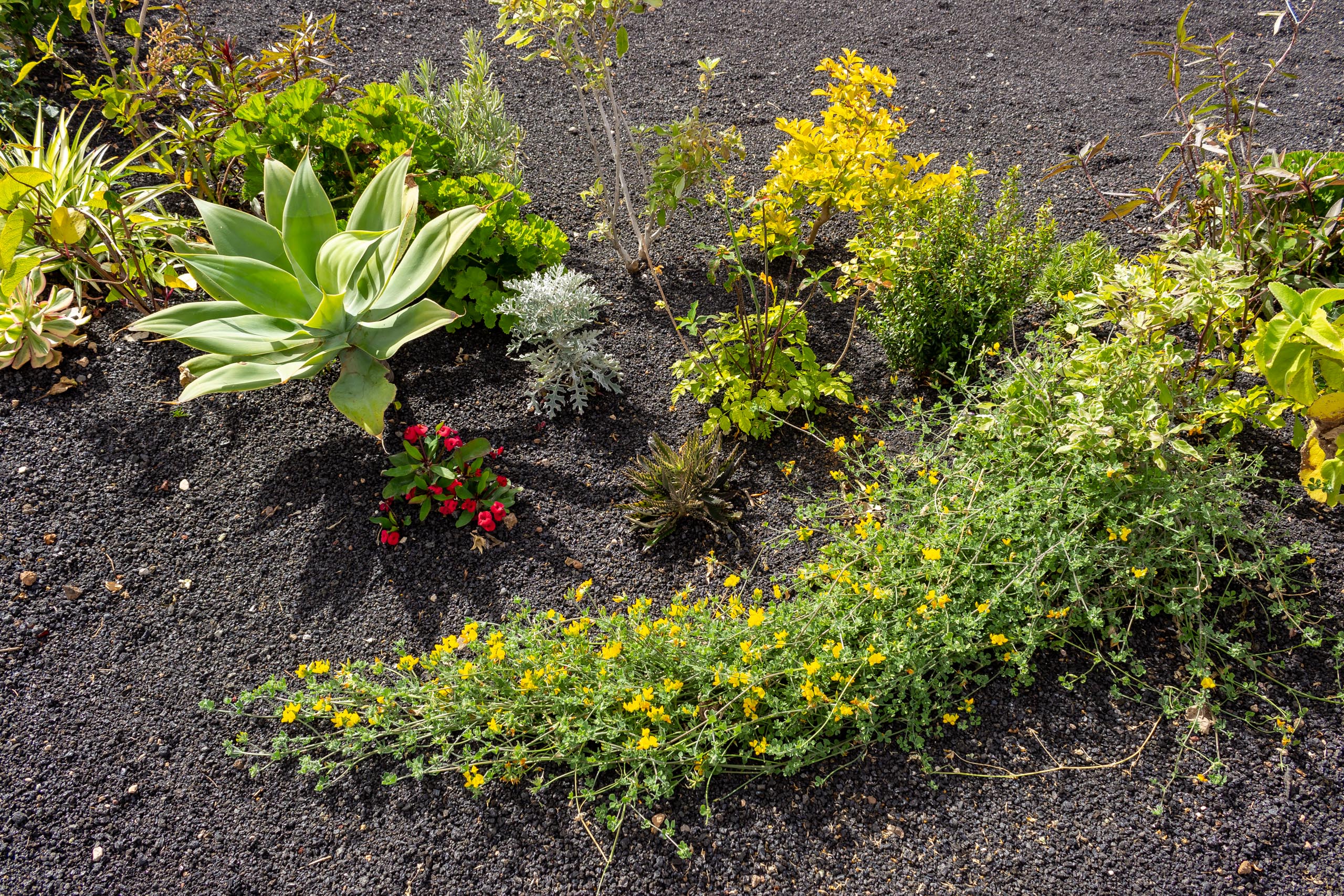 2023 02 LasBrenas 1. Februar der Garten 022