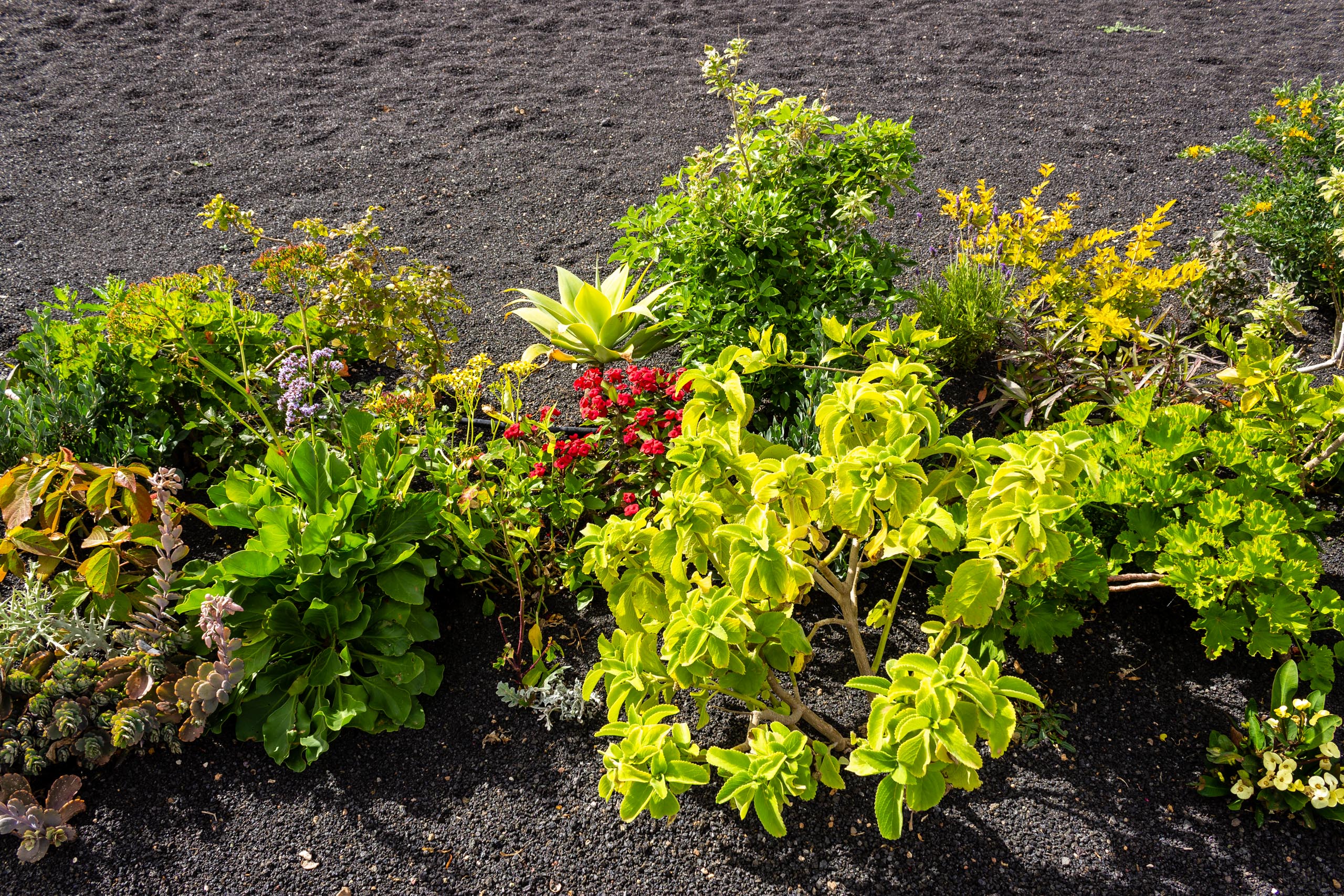 2023 02 LasBrenas 1. Februar der Garten 025