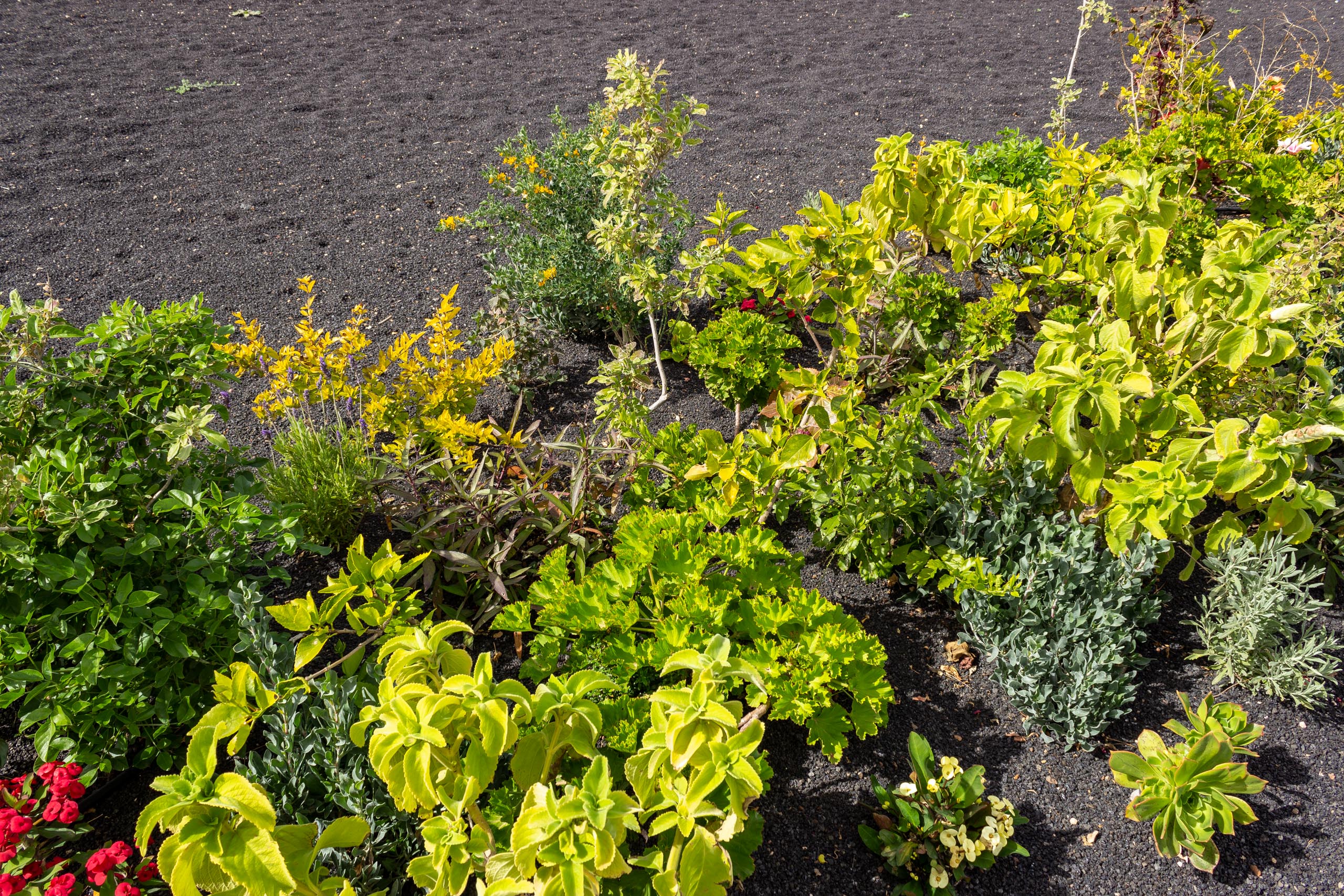 2023 02 LasBrenas 1. Februar der Garten 026