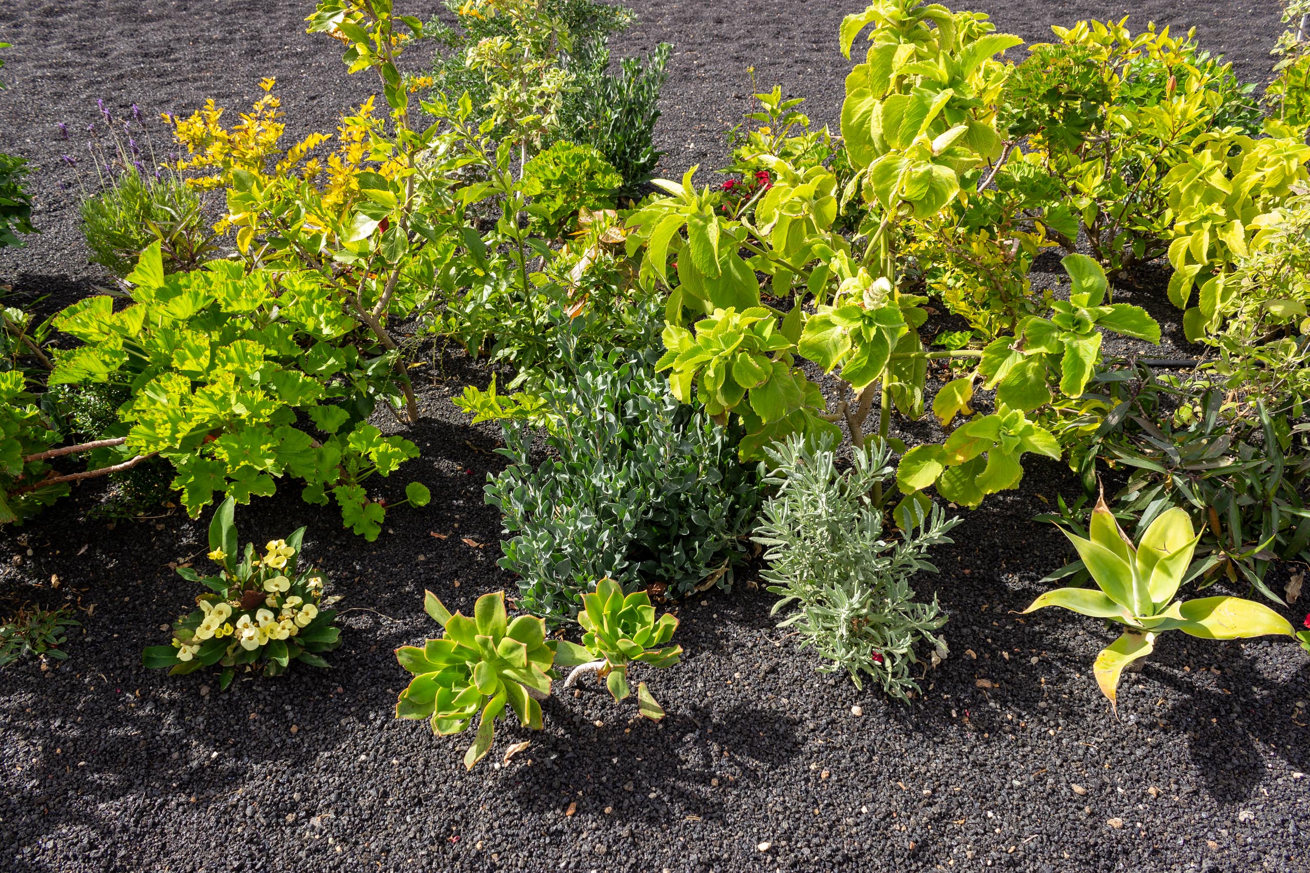 2023 02 LasBrenas 1. Februar der Garten 027