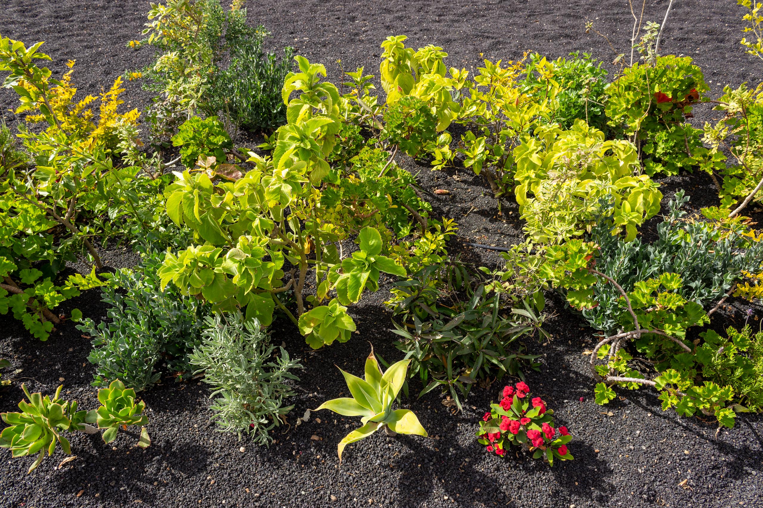 2023 02 LasBrenas 1. Februar der Garten 028