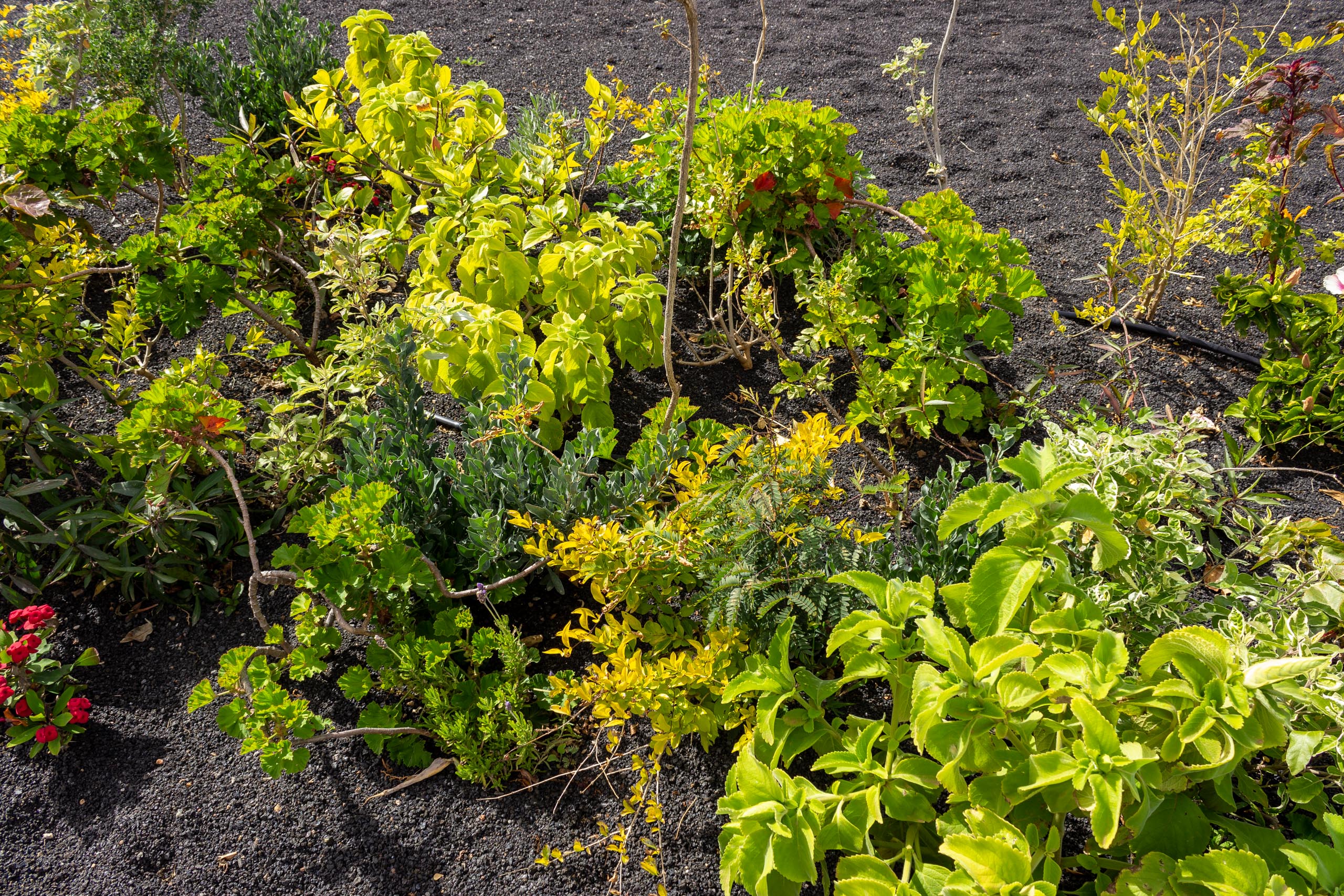 2023 02 LasBrenas 1. Februar der Garten 029