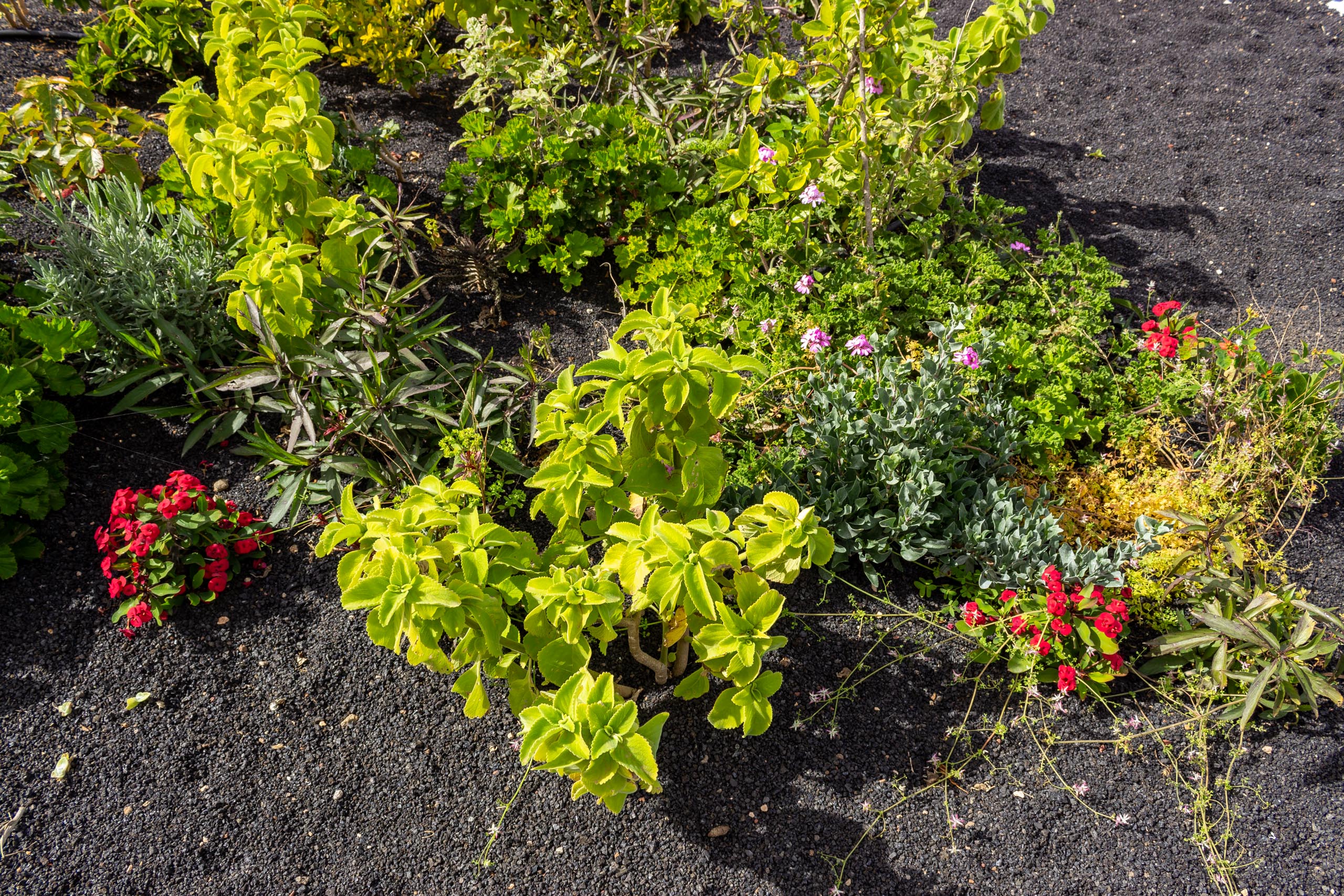 2023 02 LasBrenas 1. Februar der Garten 031