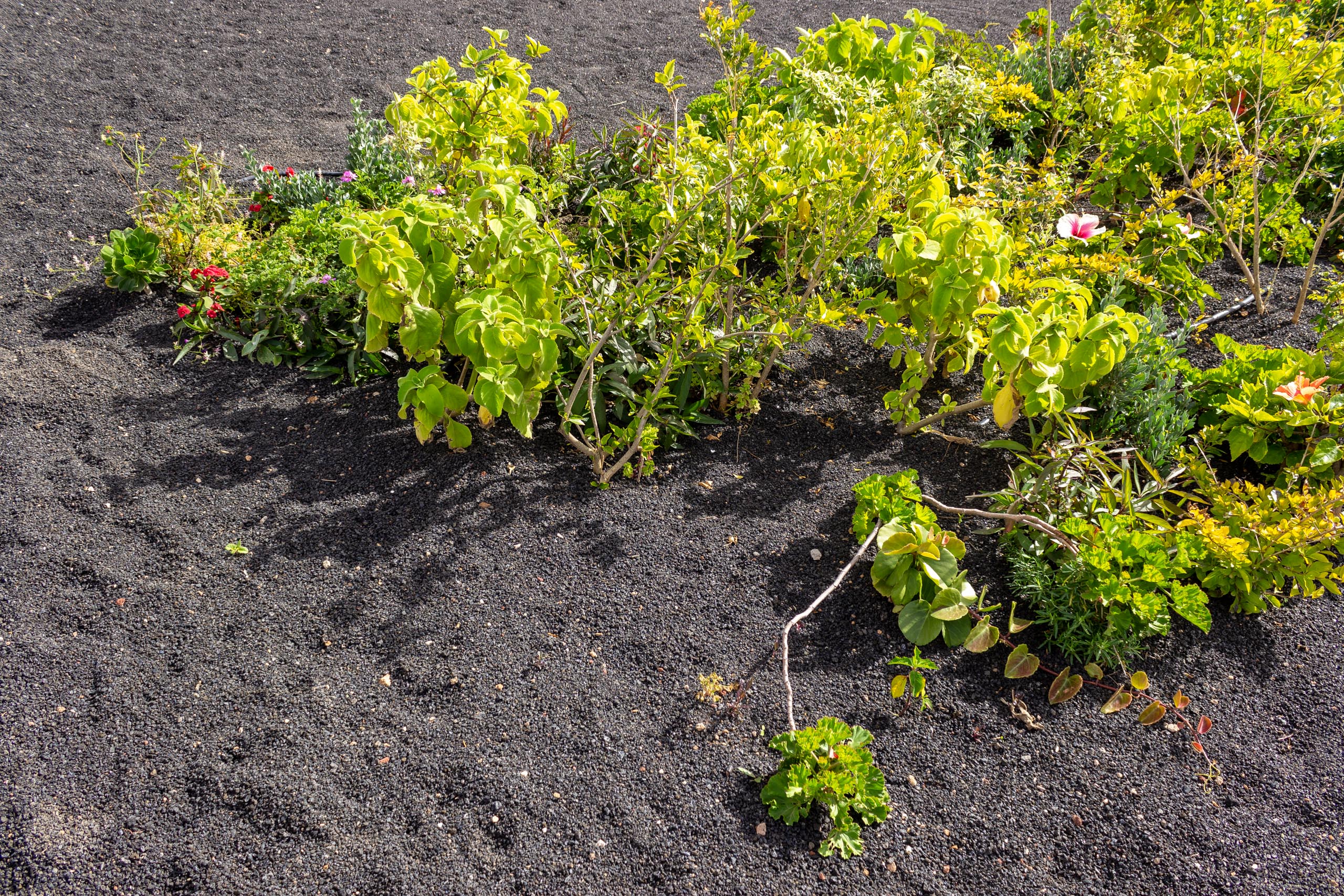 2023 02 LasBrenas 1. Februar der Garten 033