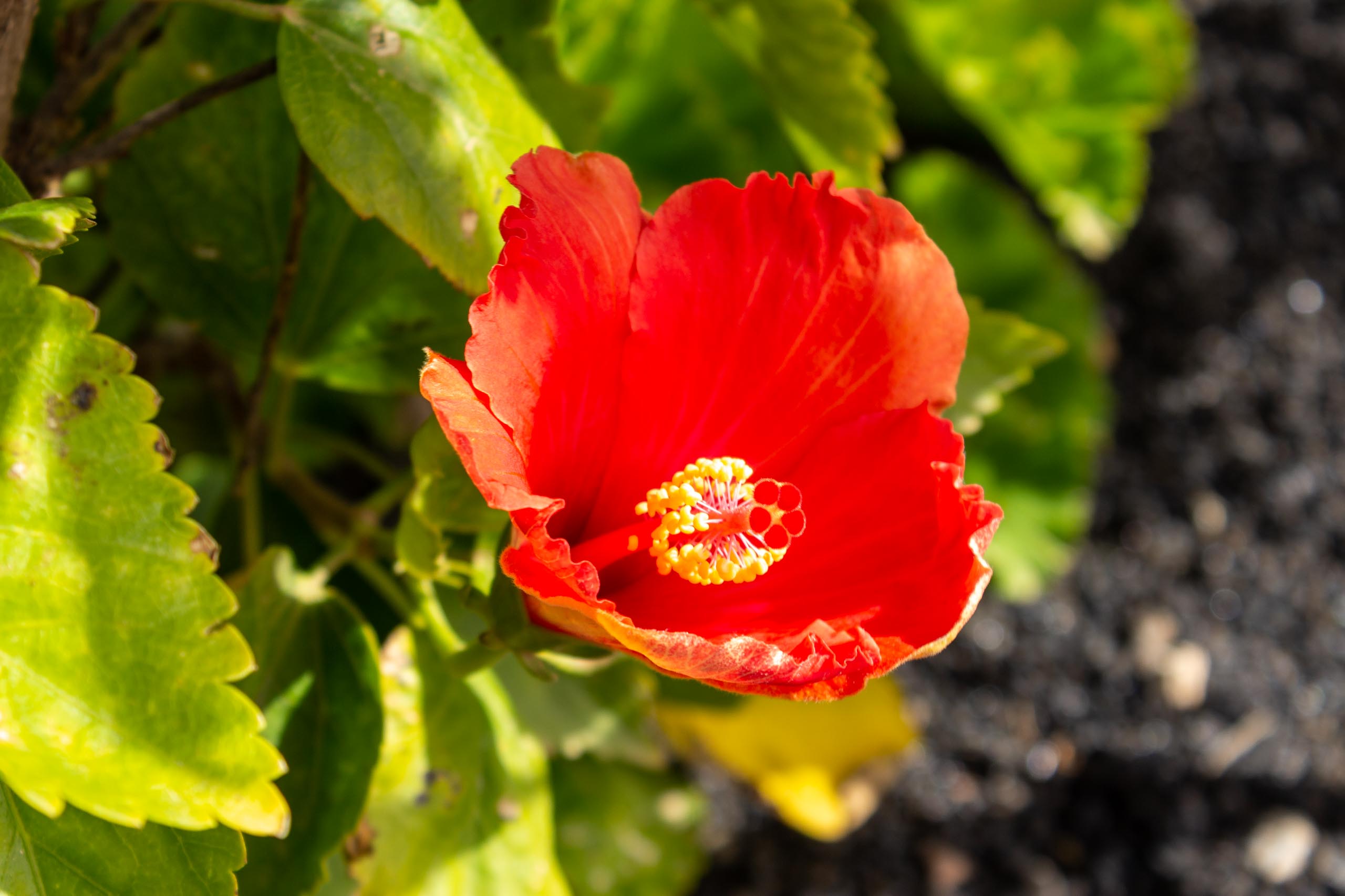 2023 02 LasBrenas 1. Februar der Garten 035 1
