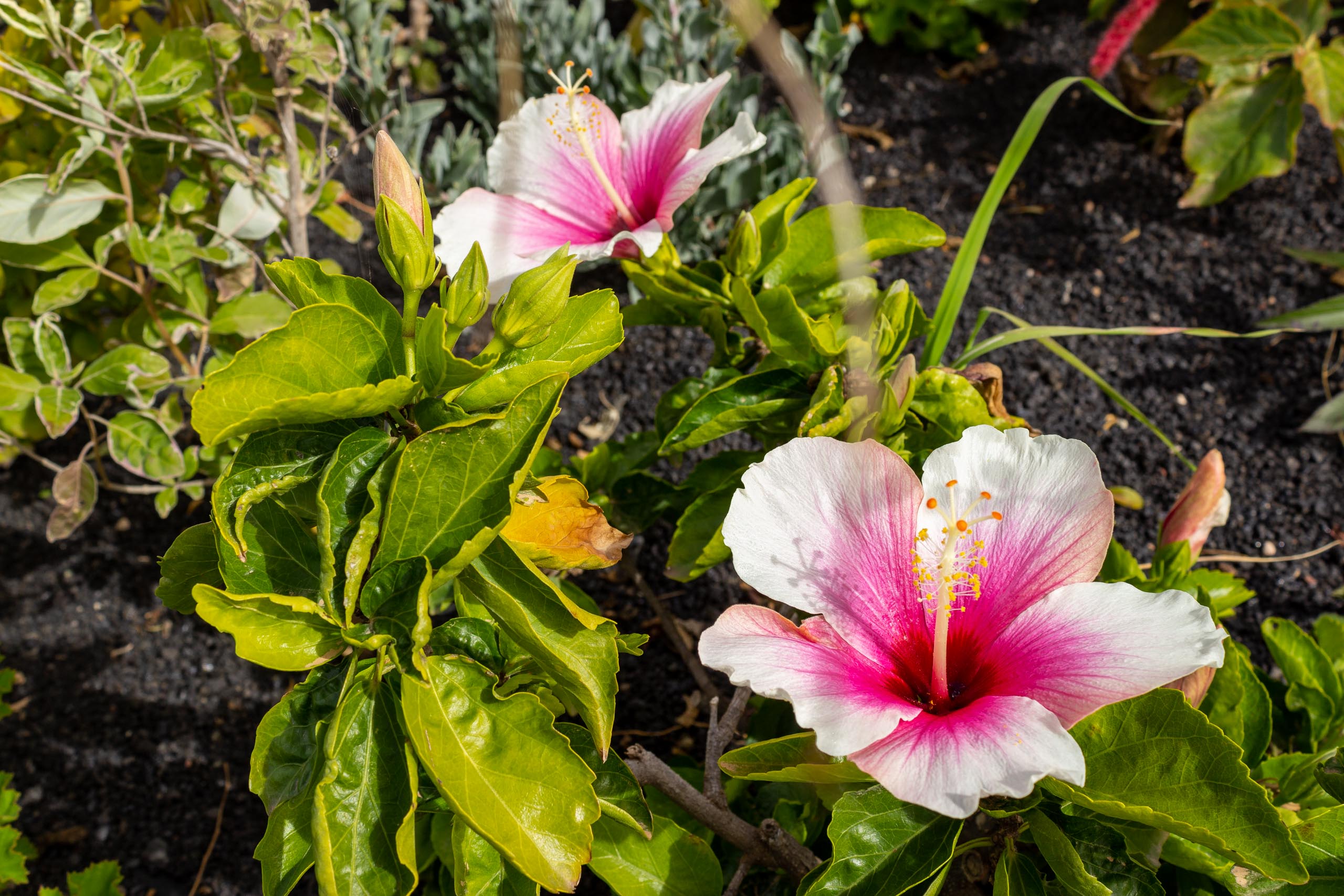 2023 02 LasBrenas 1. Februar der Garten 036