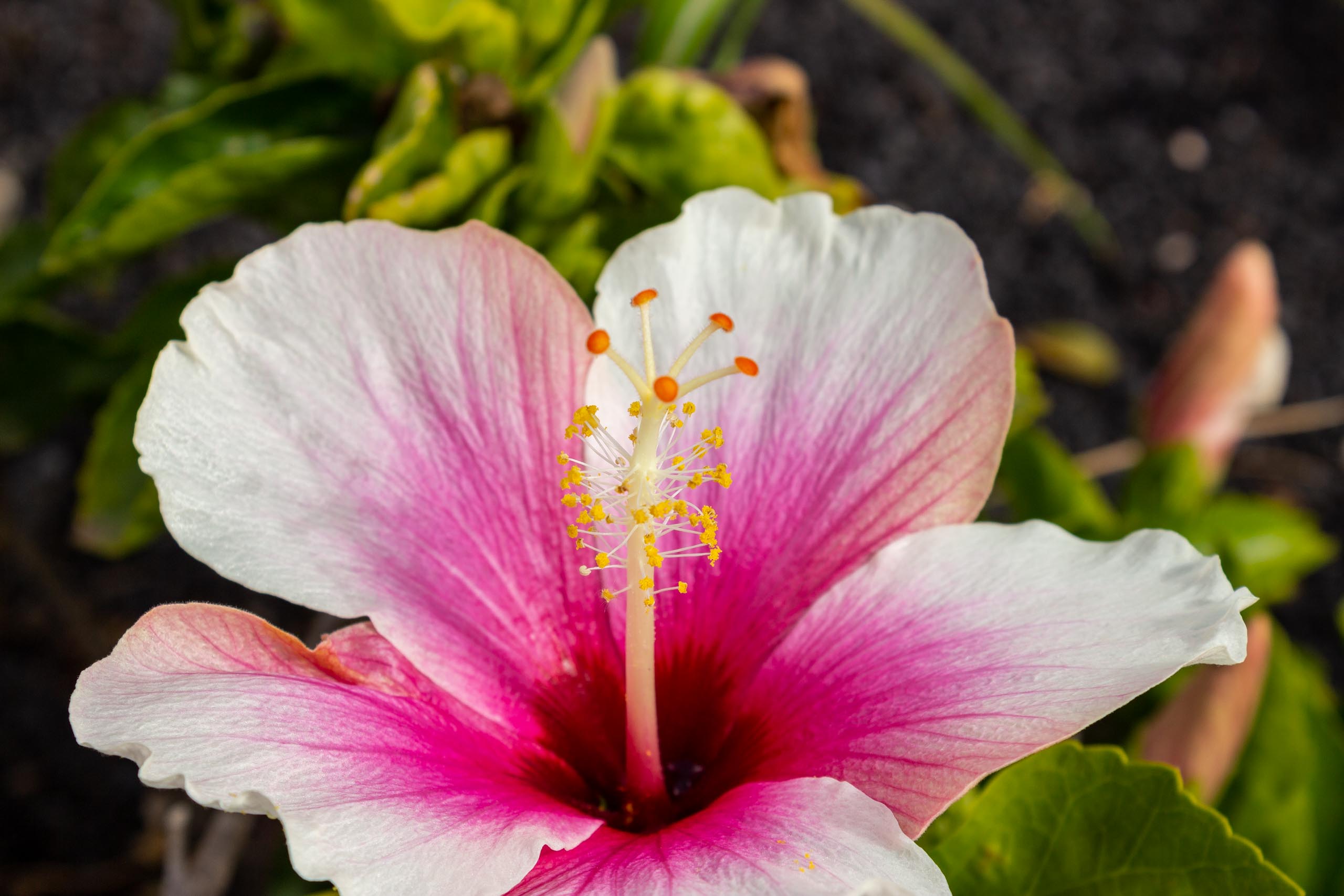 2023 02 LasBrenas 1. Februar der Garten 037