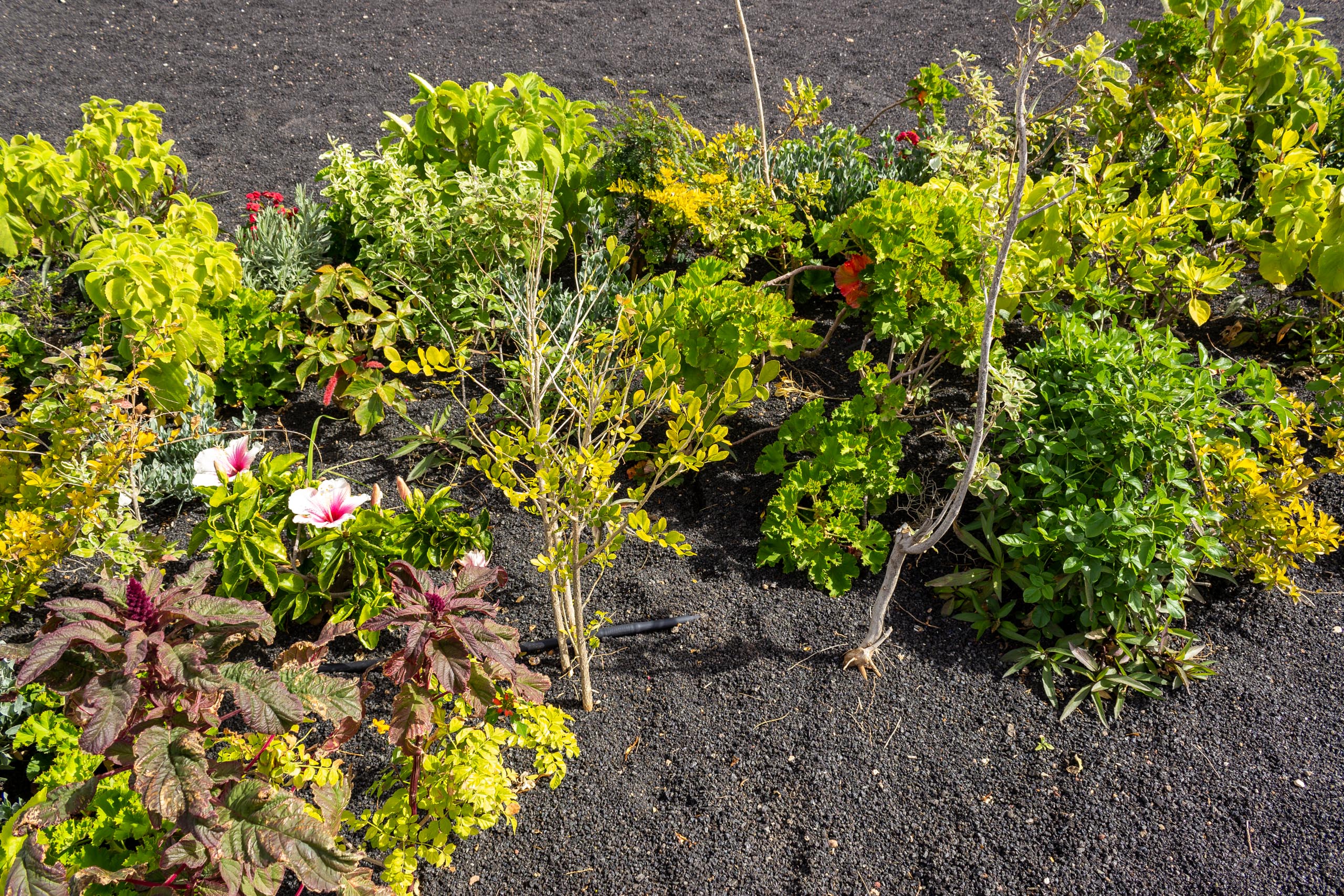 2023 02 LasBrenas 1. Februar der Garten 038