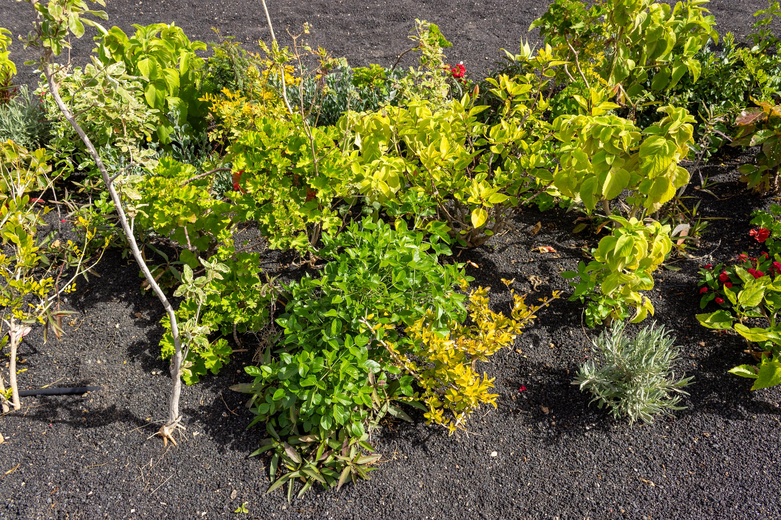 2023 02 LasBrenas 1. Februar der Garten 039