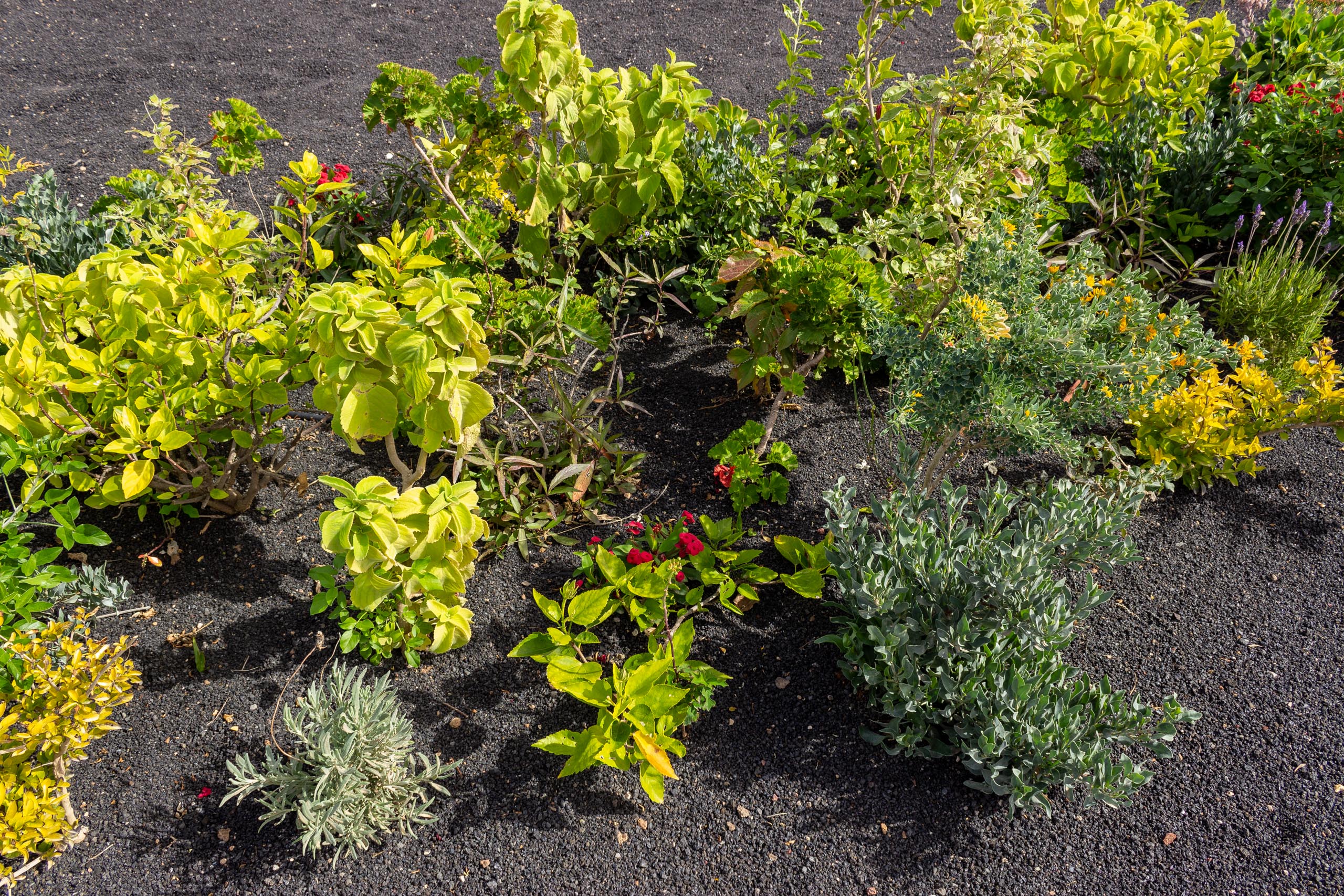 2023 02 LasBrenas 1. Februar der Garten 040