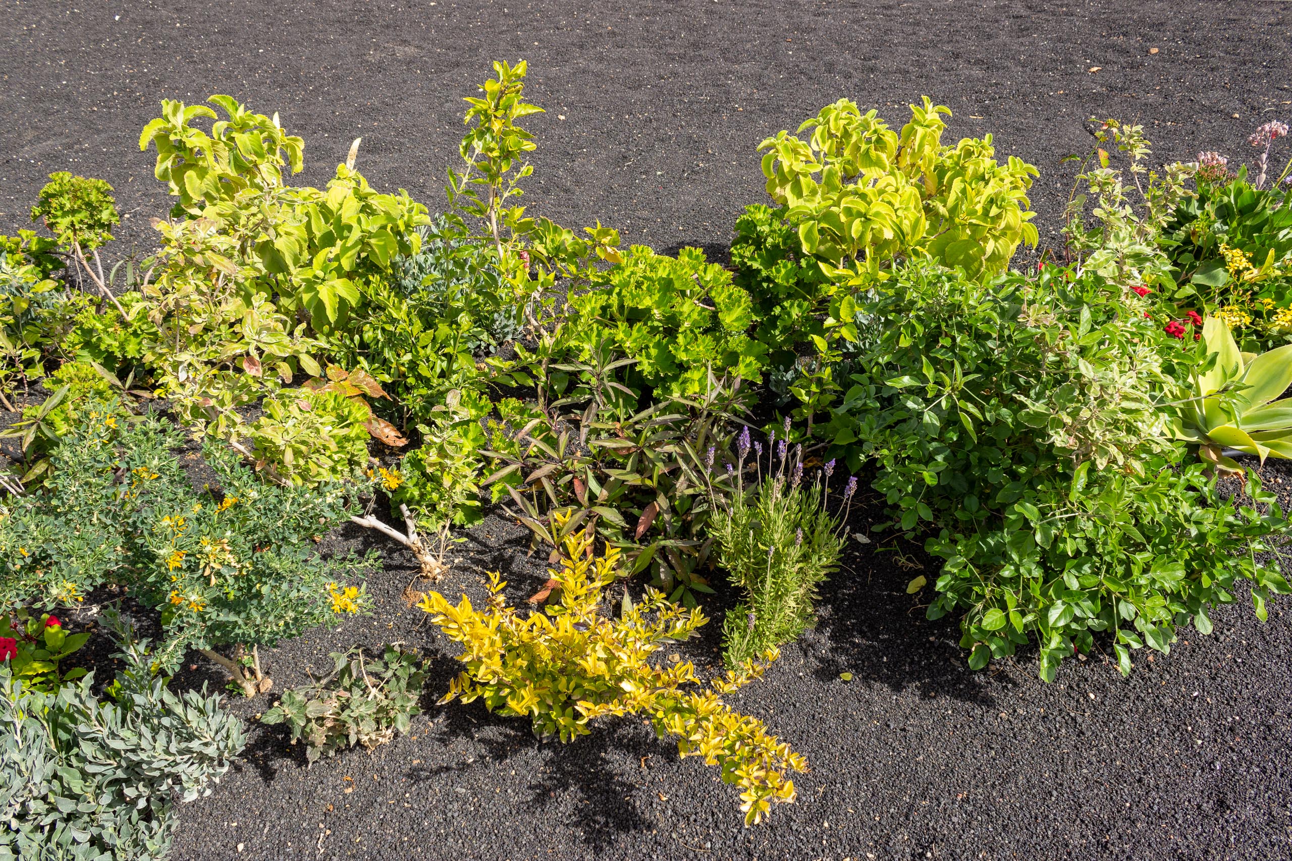 2023 02 LasBrenas 1. Februar der Garten 041