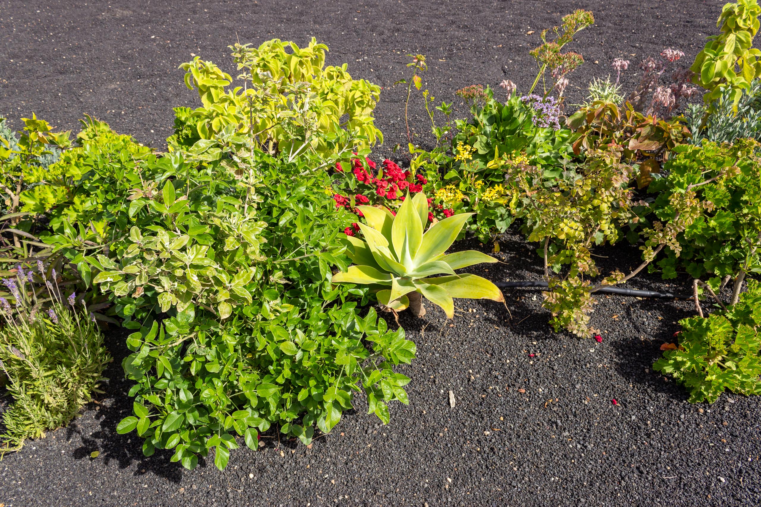 2023 02 LasBrenas 1. Februar der Garten 042