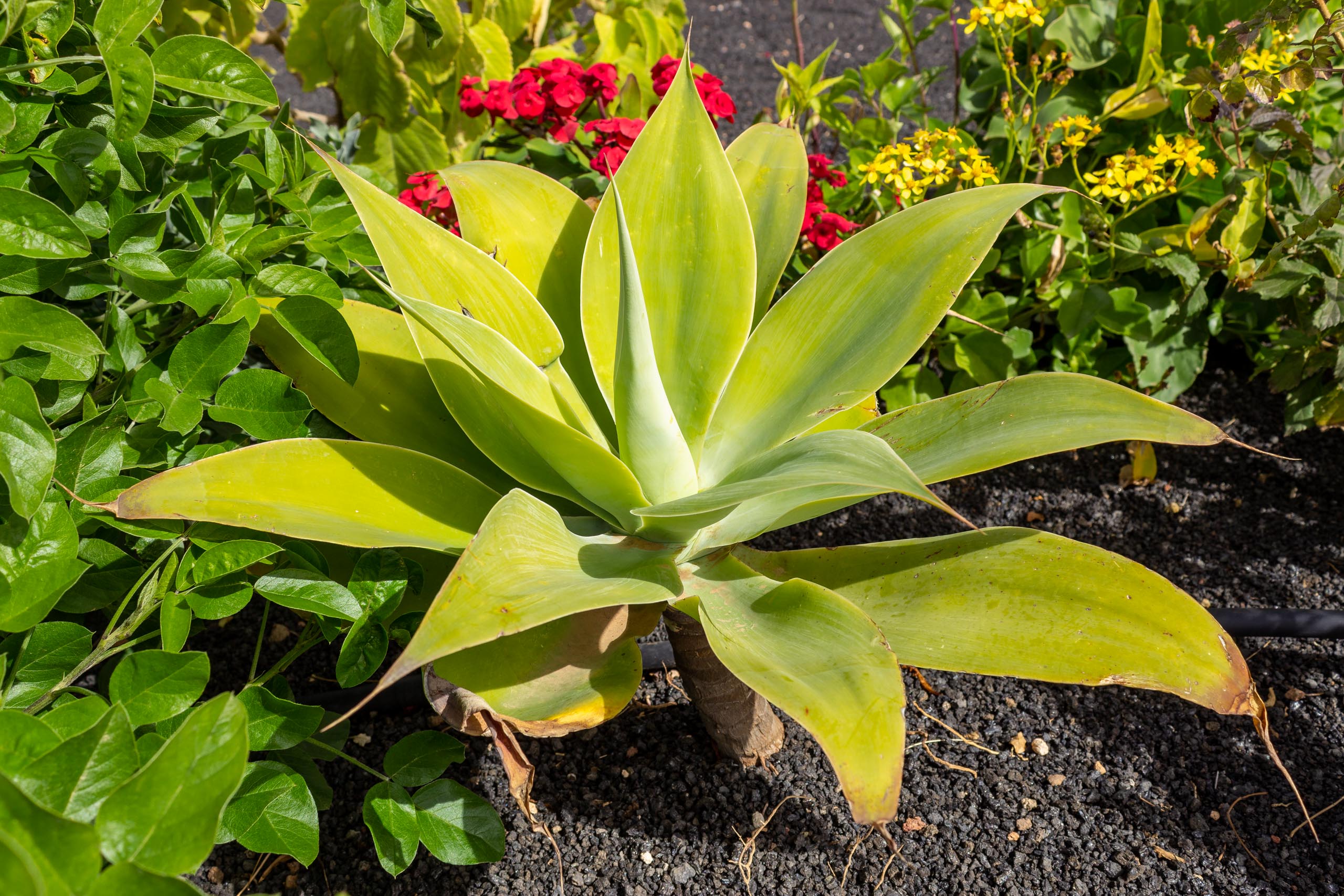 2023 02 LasBrenas 1. Februar der Garten 043