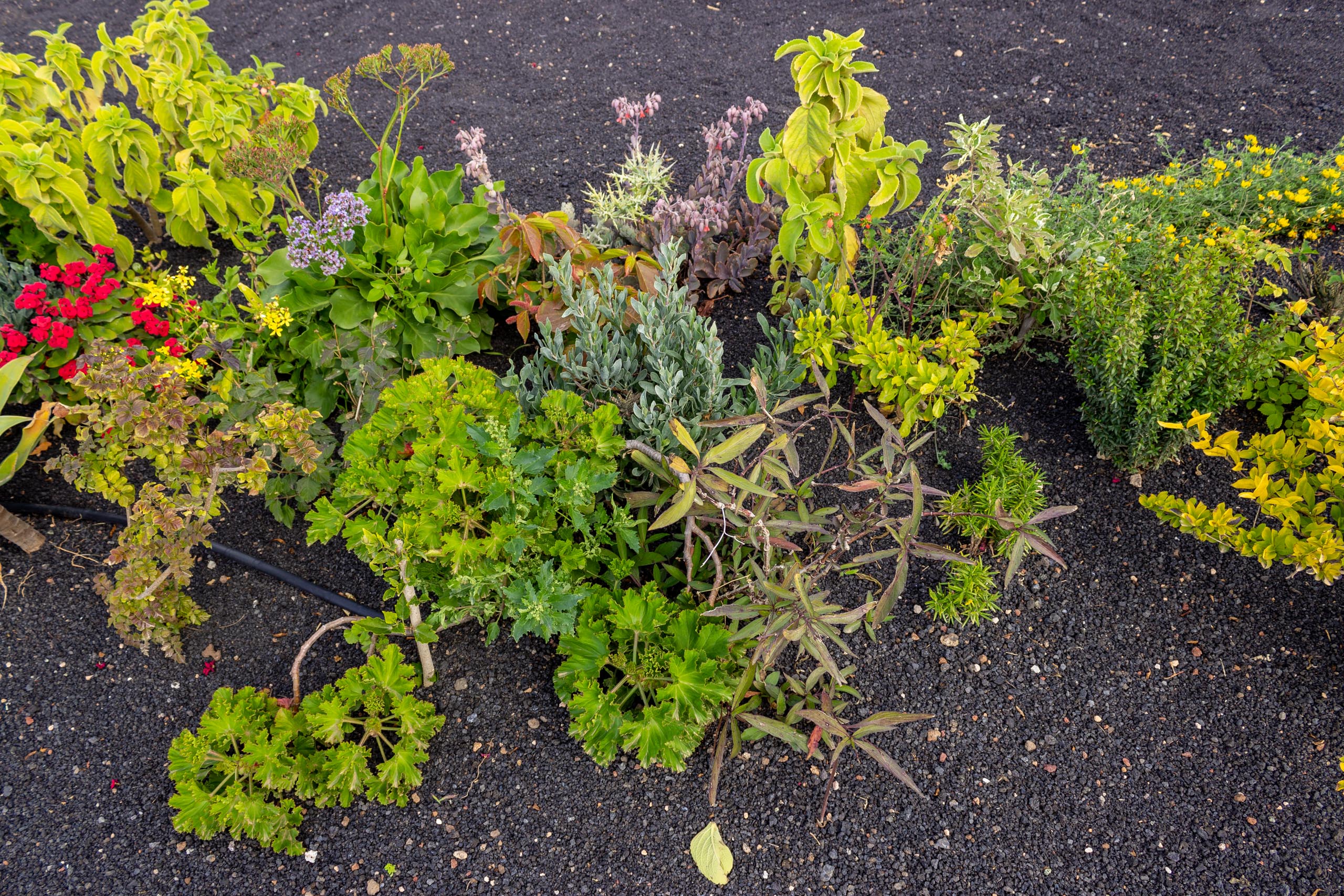 2023 02 LasBrenas 1. Februar der Garten 045
