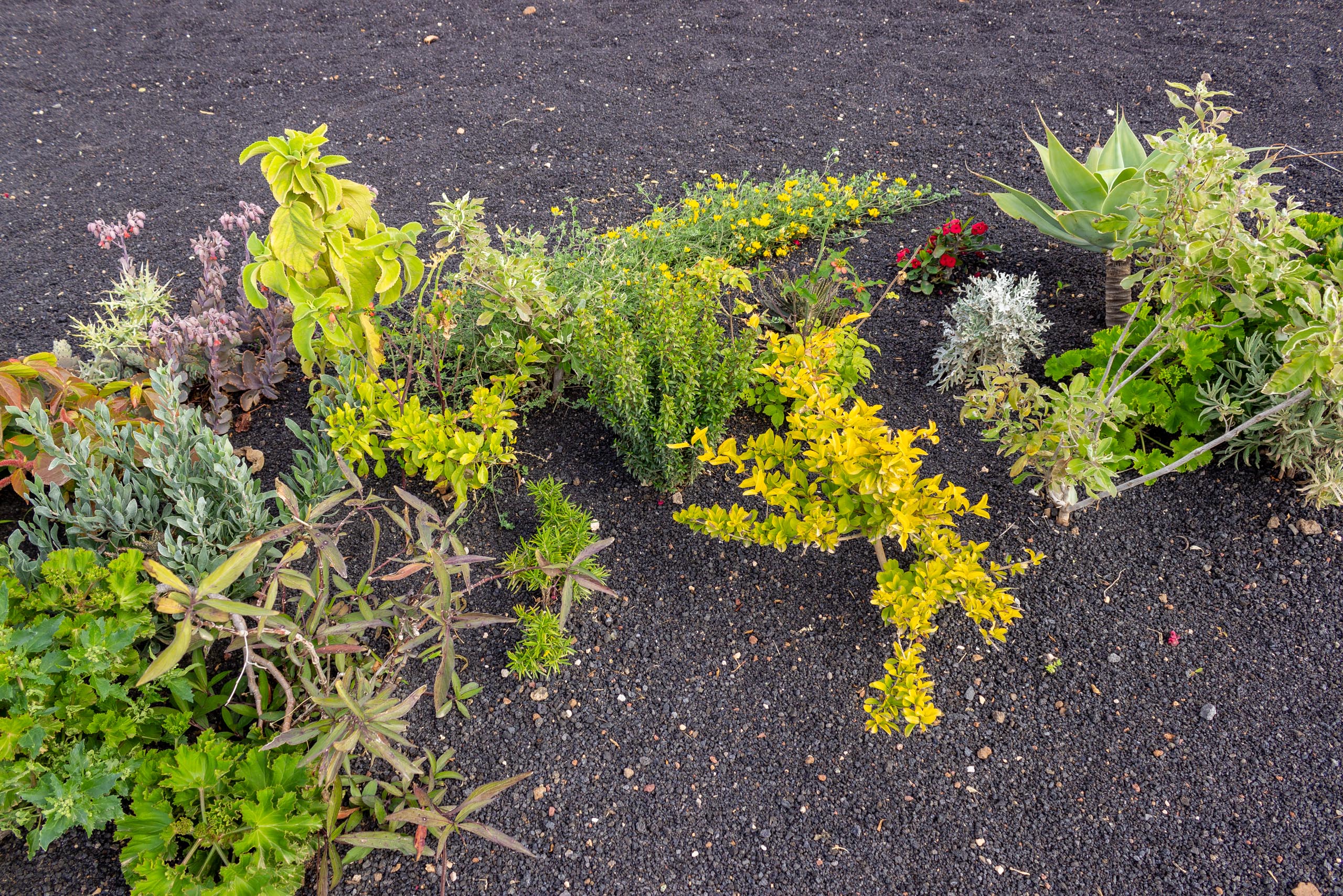 2023 02 LasBrenas 1. Februar der Garten 046