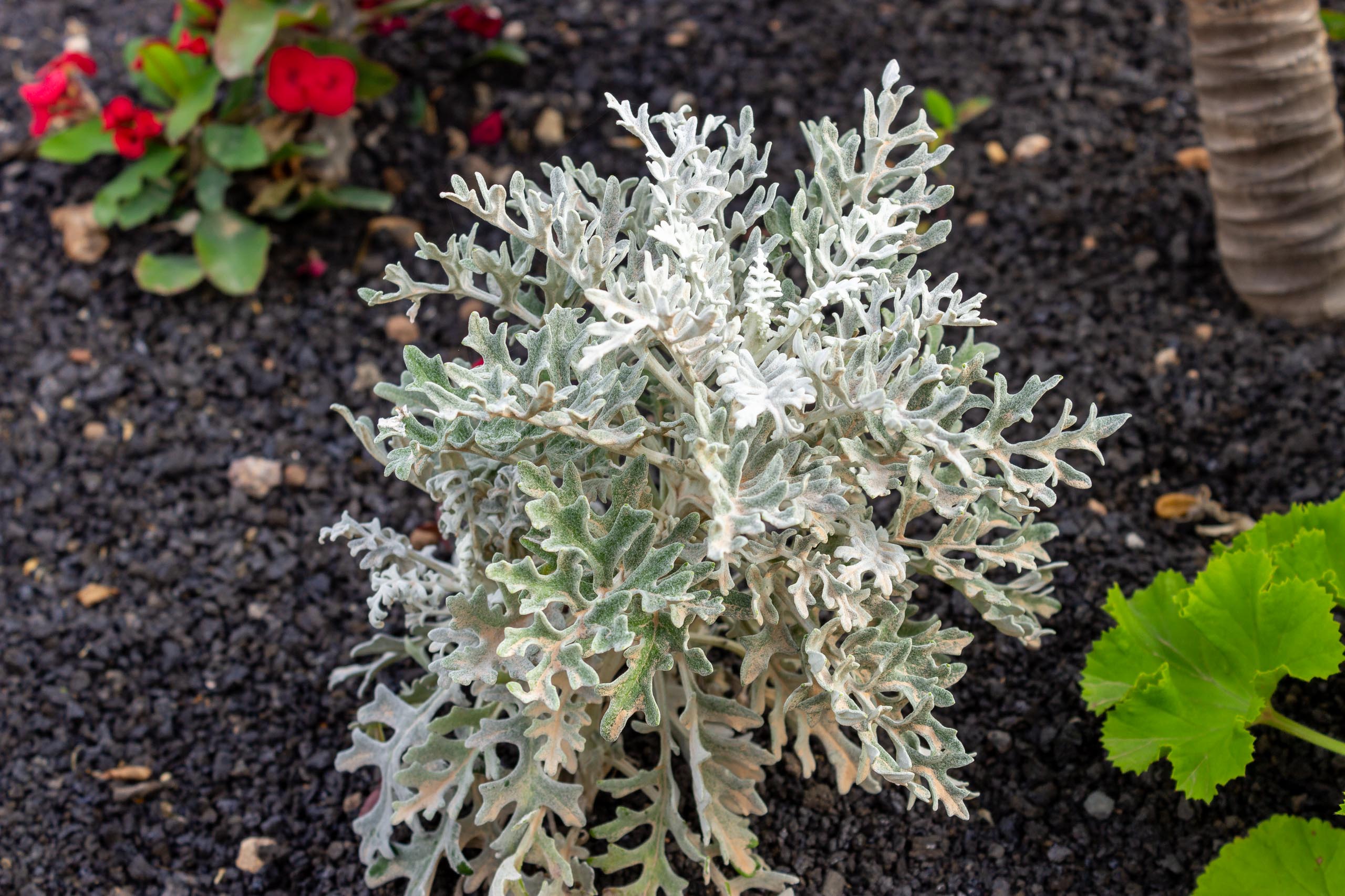 2023 02 LasBrenas 1. Februar der Garten 047
