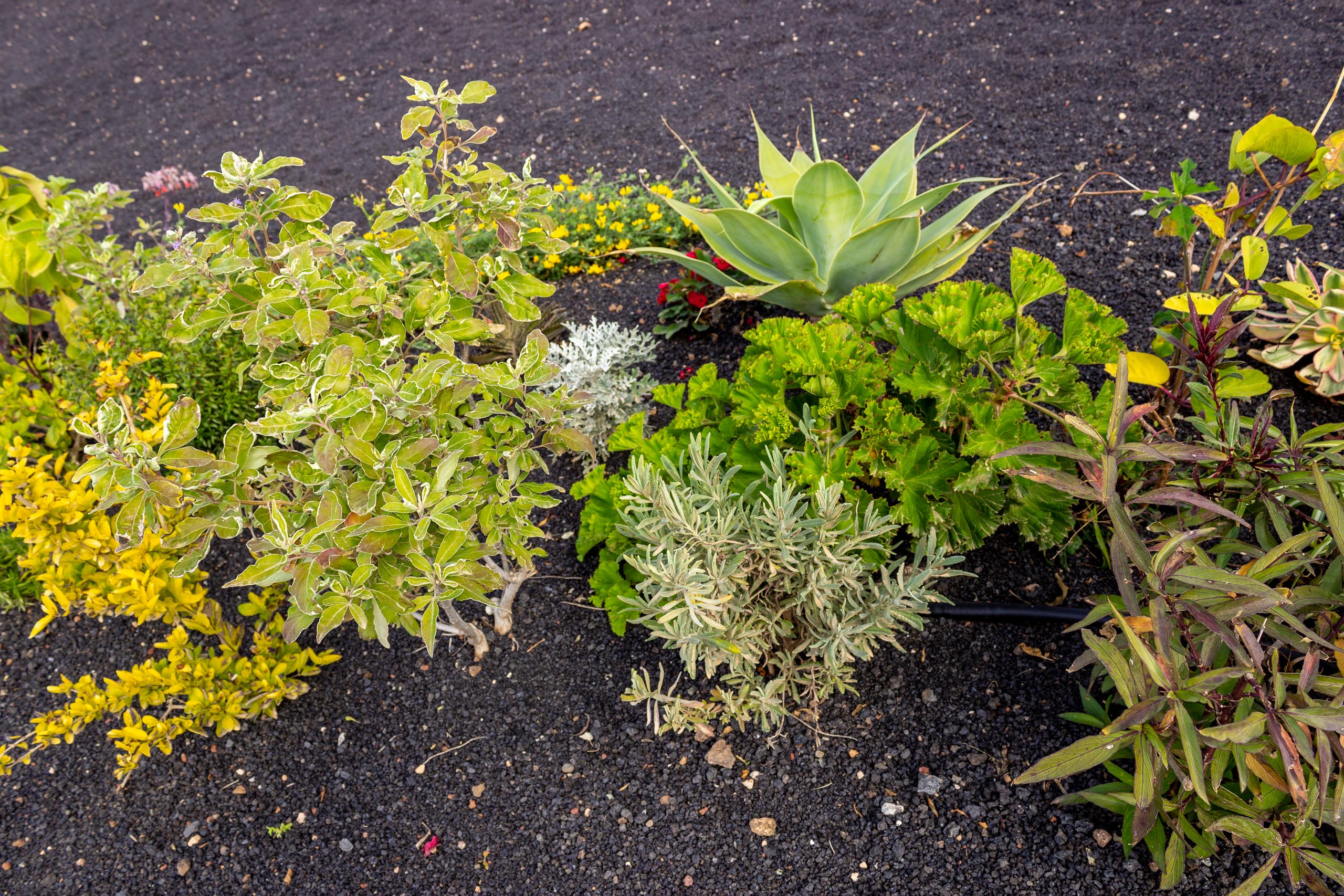 2023 02 LasBrenas 1. Februar der Garten 048